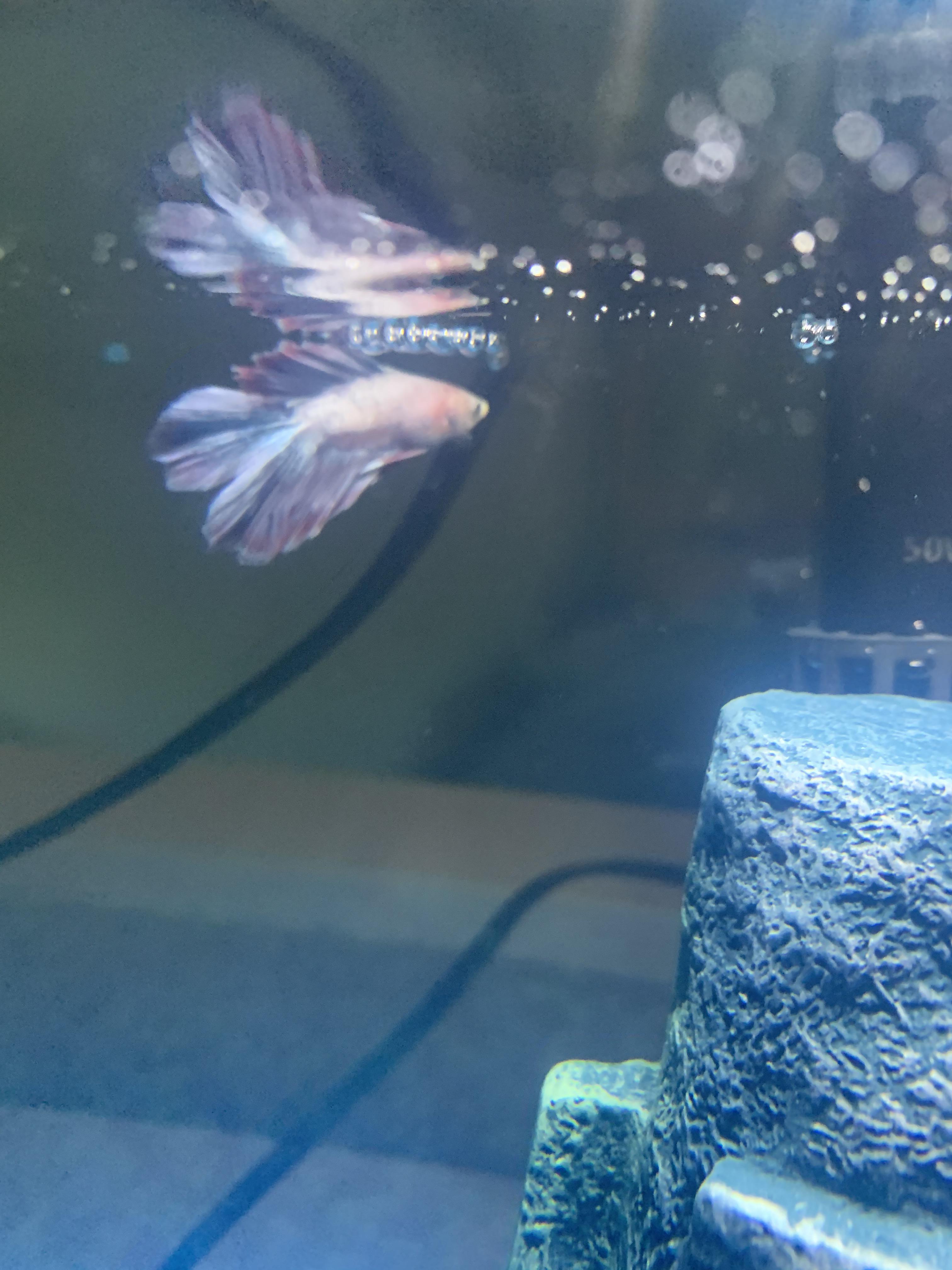 Betta throwing up? Help. I feed him one pellet, then maybe 3 minutes