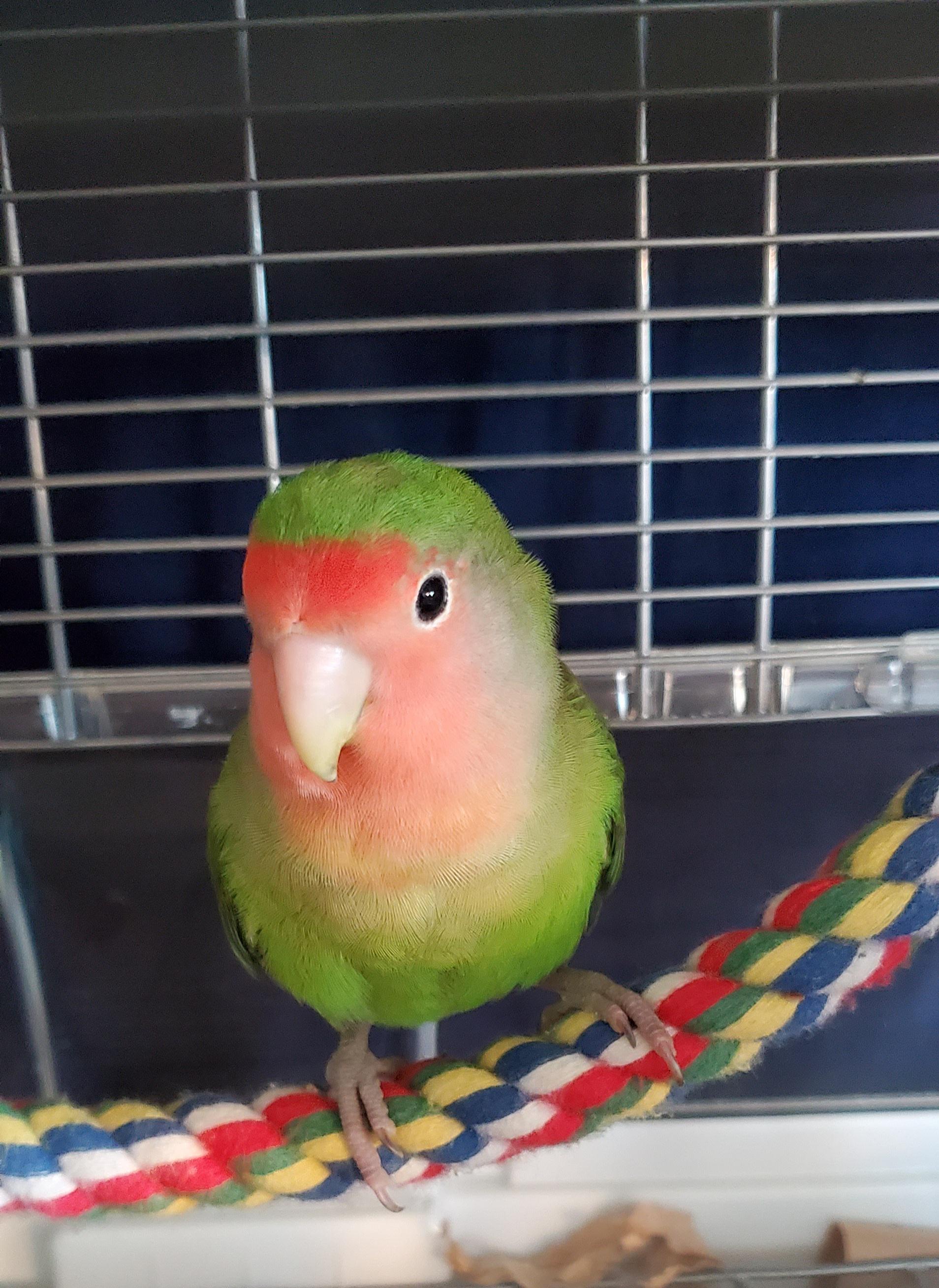 New bird arrived with one clipped wing 😬 r/parrots