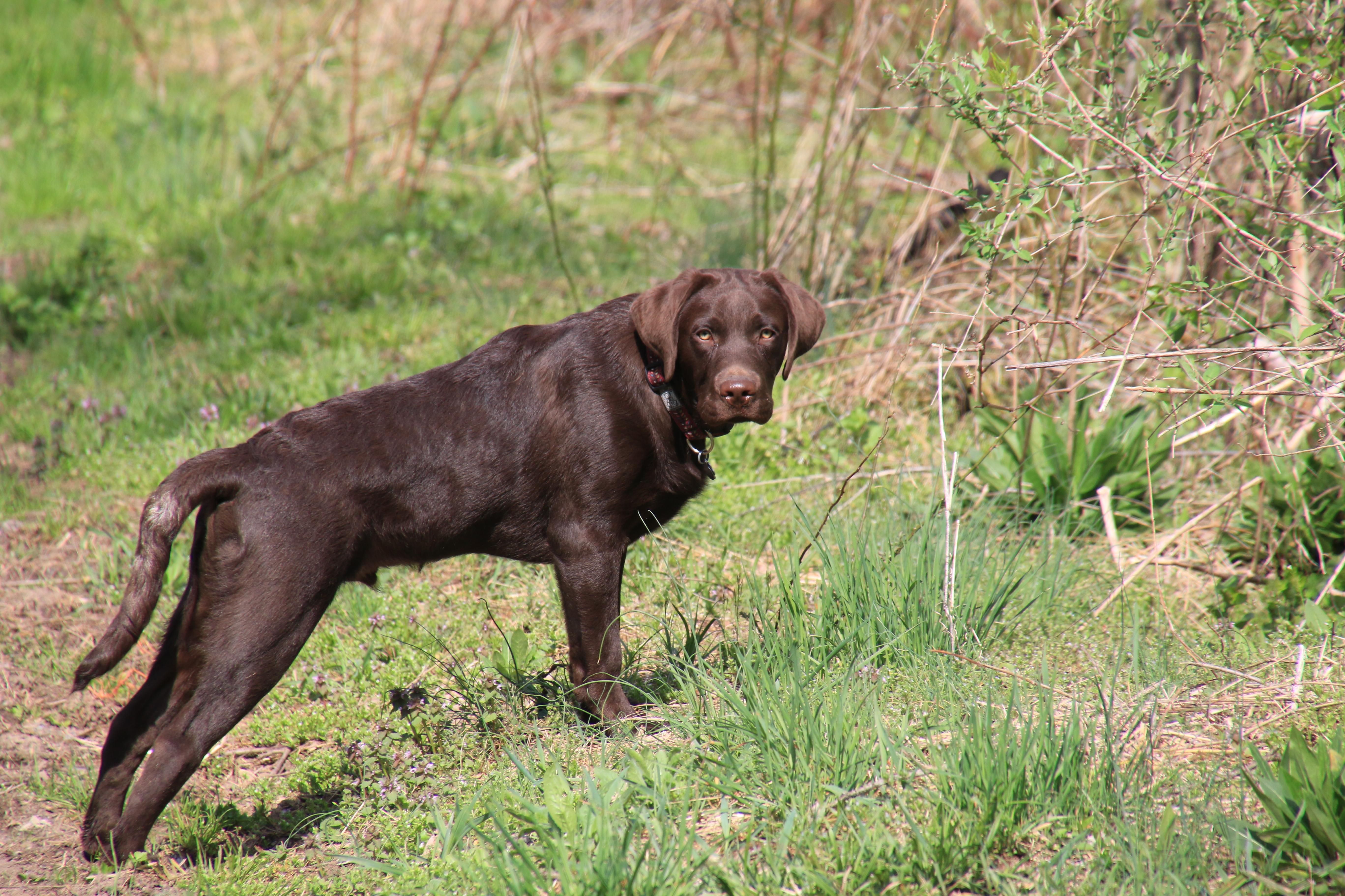 Marley has a white ring on his tail r/labrador