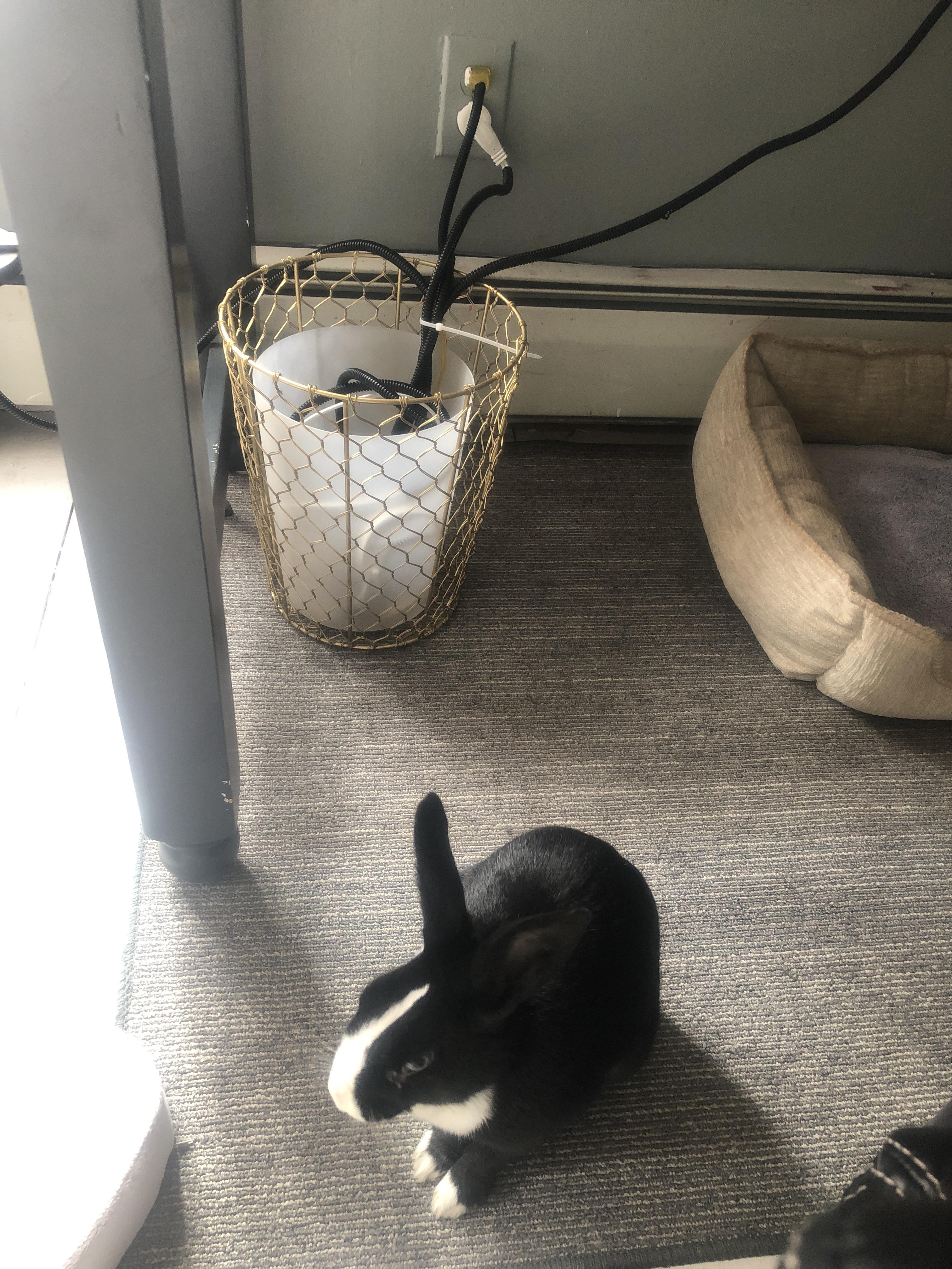 This is how I keep my cords safe from bunzilla r/Rabbits