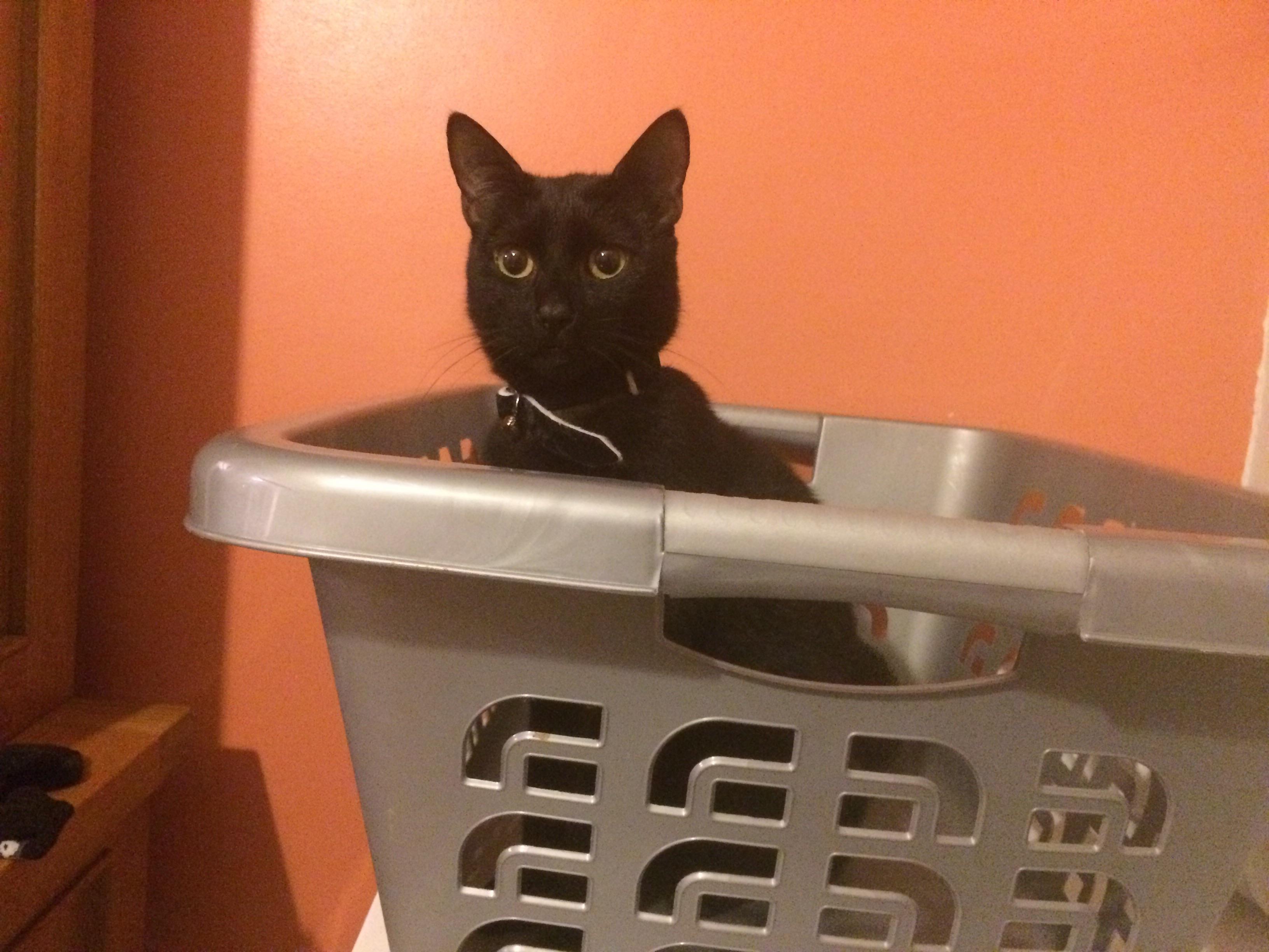 My cat likes boxes and baskets. r/cat