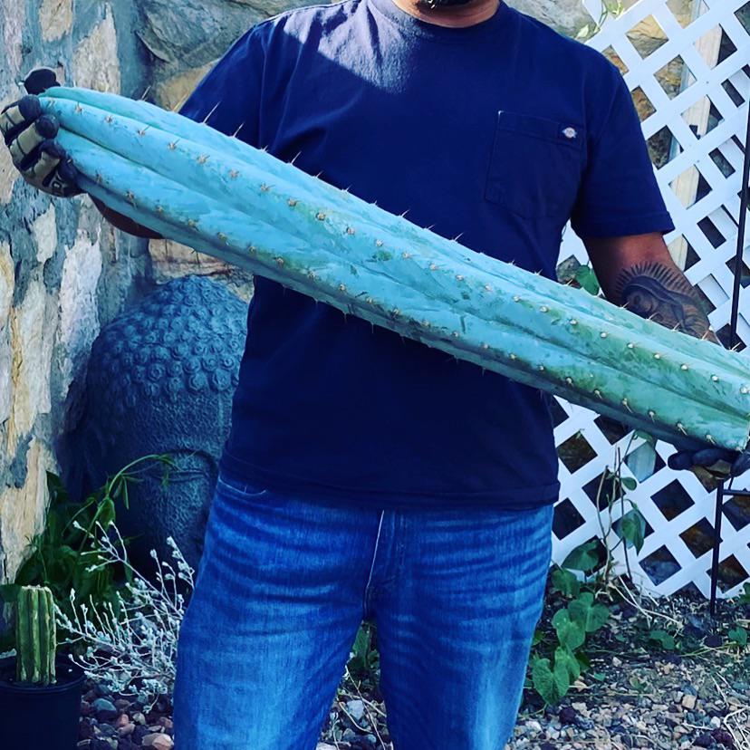 Cut this beast down recently. Shamans Garden from Australia. 🌵🦘🇦🇺 r