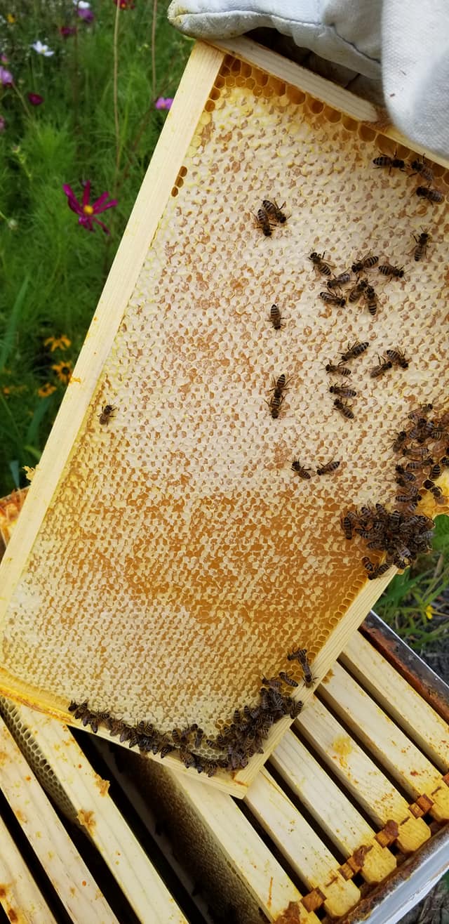 What a frame! r/Beekeeping