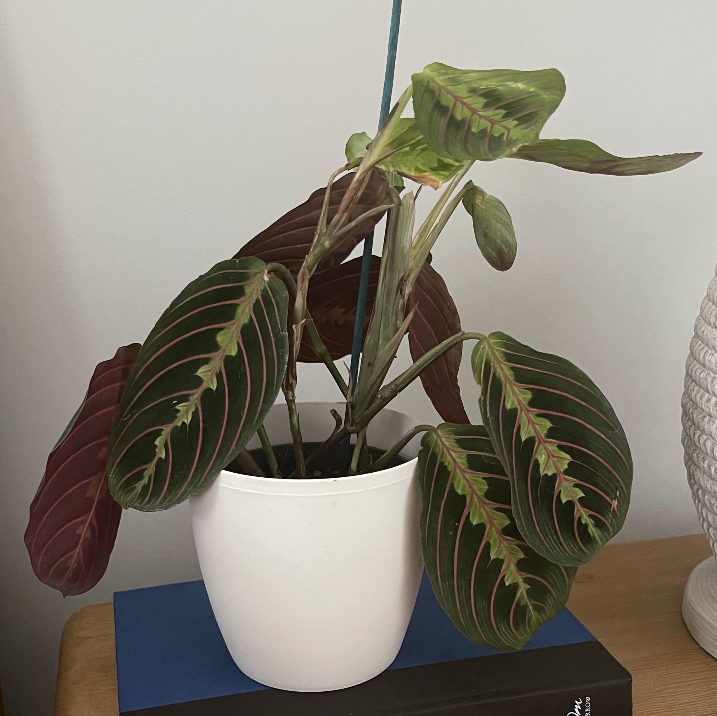 Why does my prayer plant have droopy leaves? It will sometimes perk up at night but usually