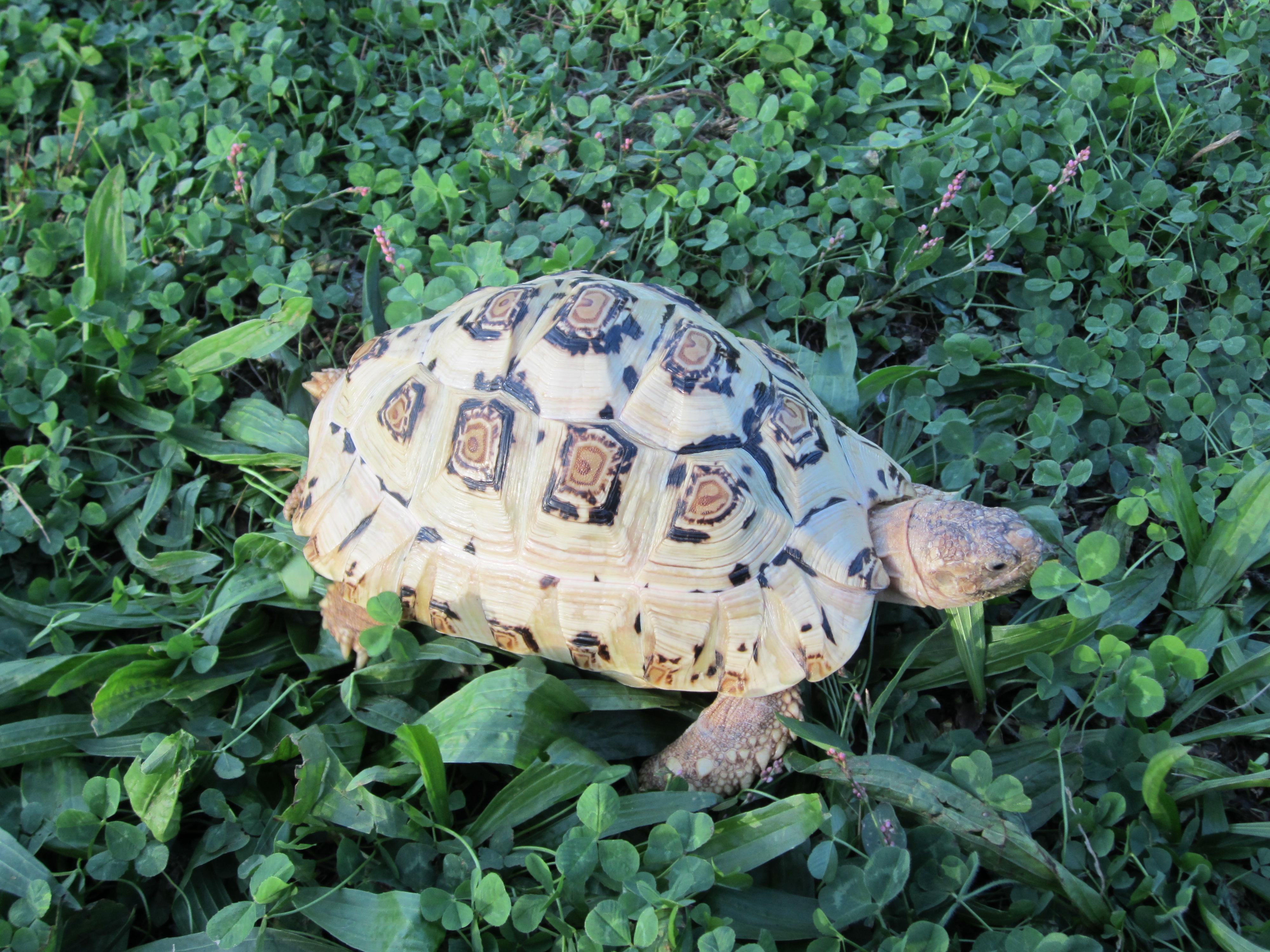 A White Leopard Tortoise I saw in the park! r/RealLifeShinies