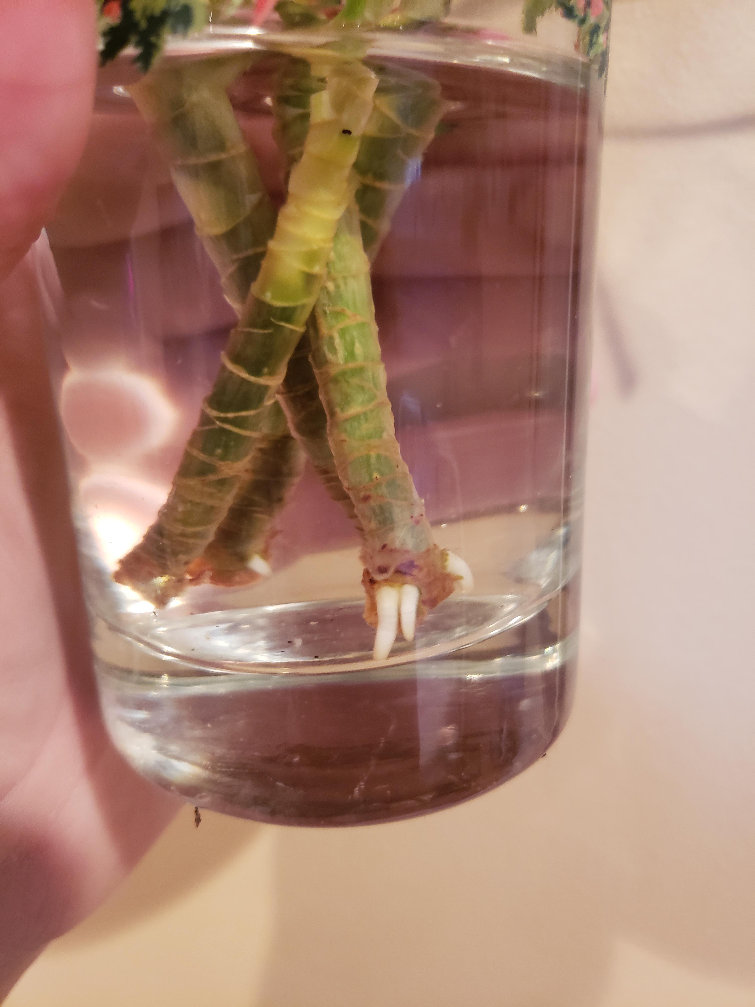 Propagating Dracaena marginata Cuttings r/houseplants