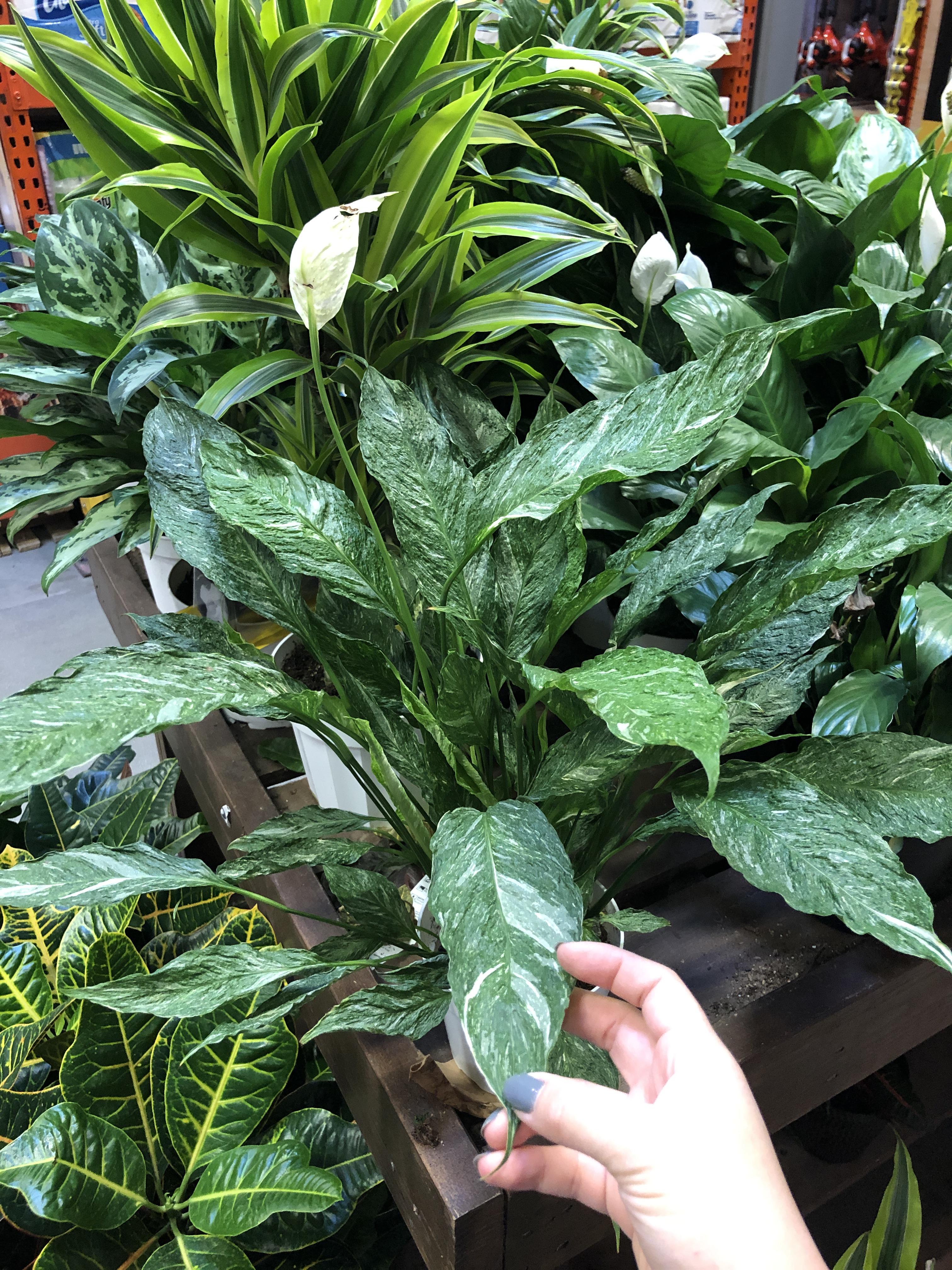 Is this a variety of peace lily with wrinkly leaves? Or just a sick