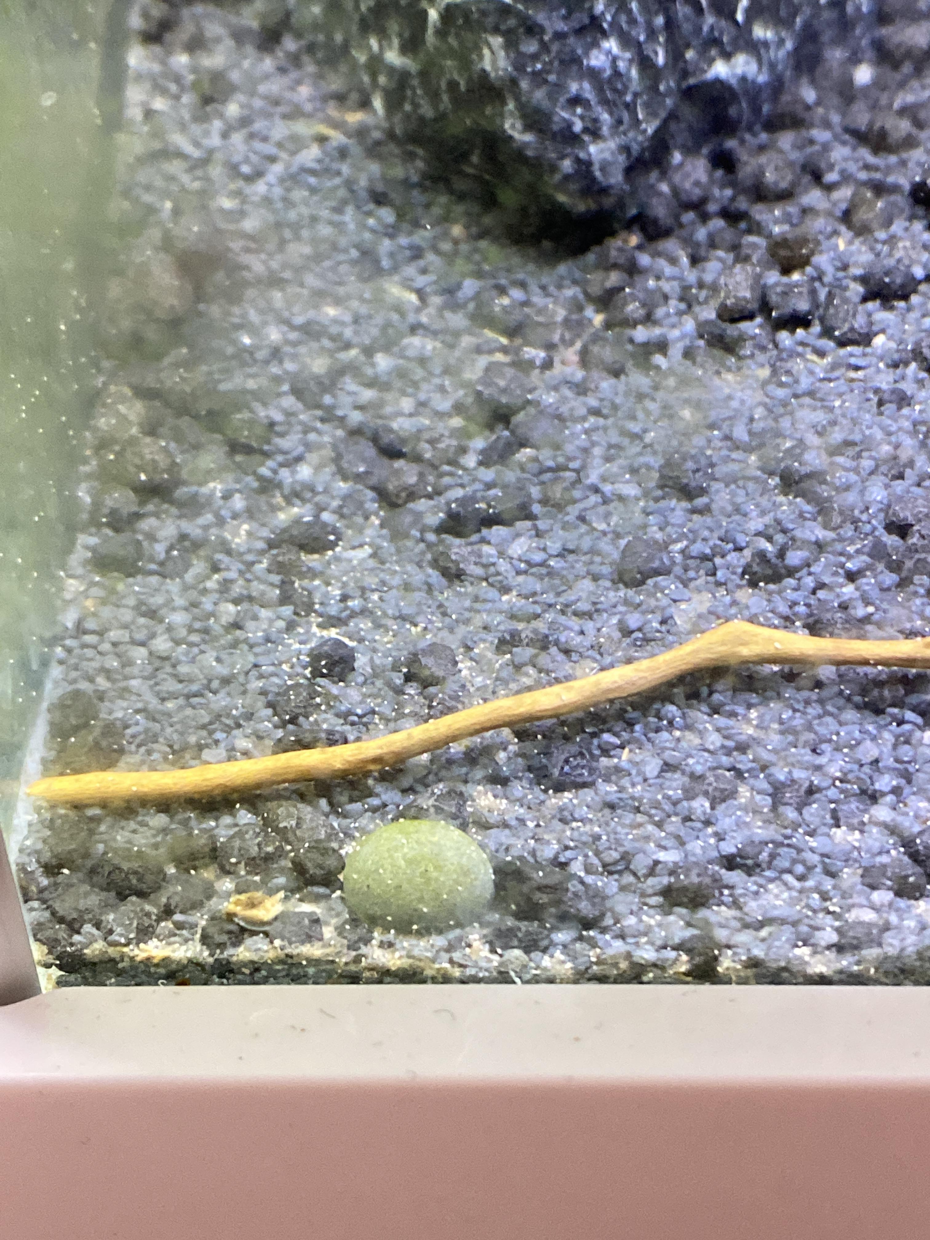 Little white dots? r/Aquariums