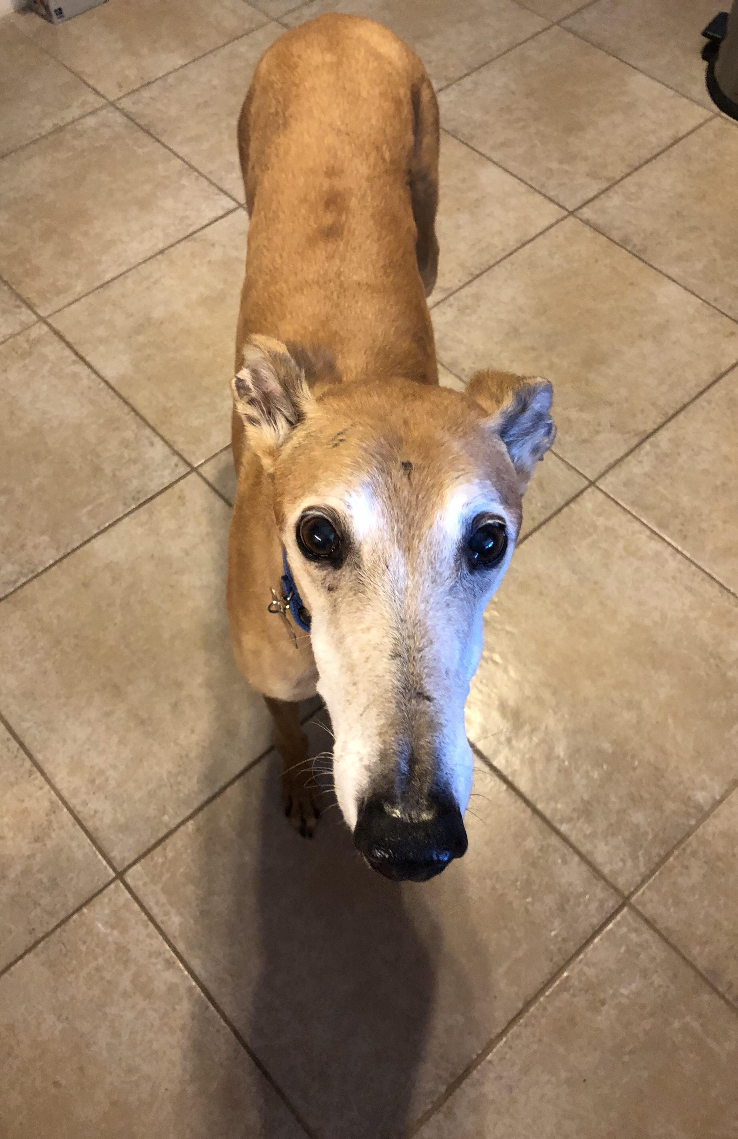 Our long boi has never lived in a home before. Just discovered a