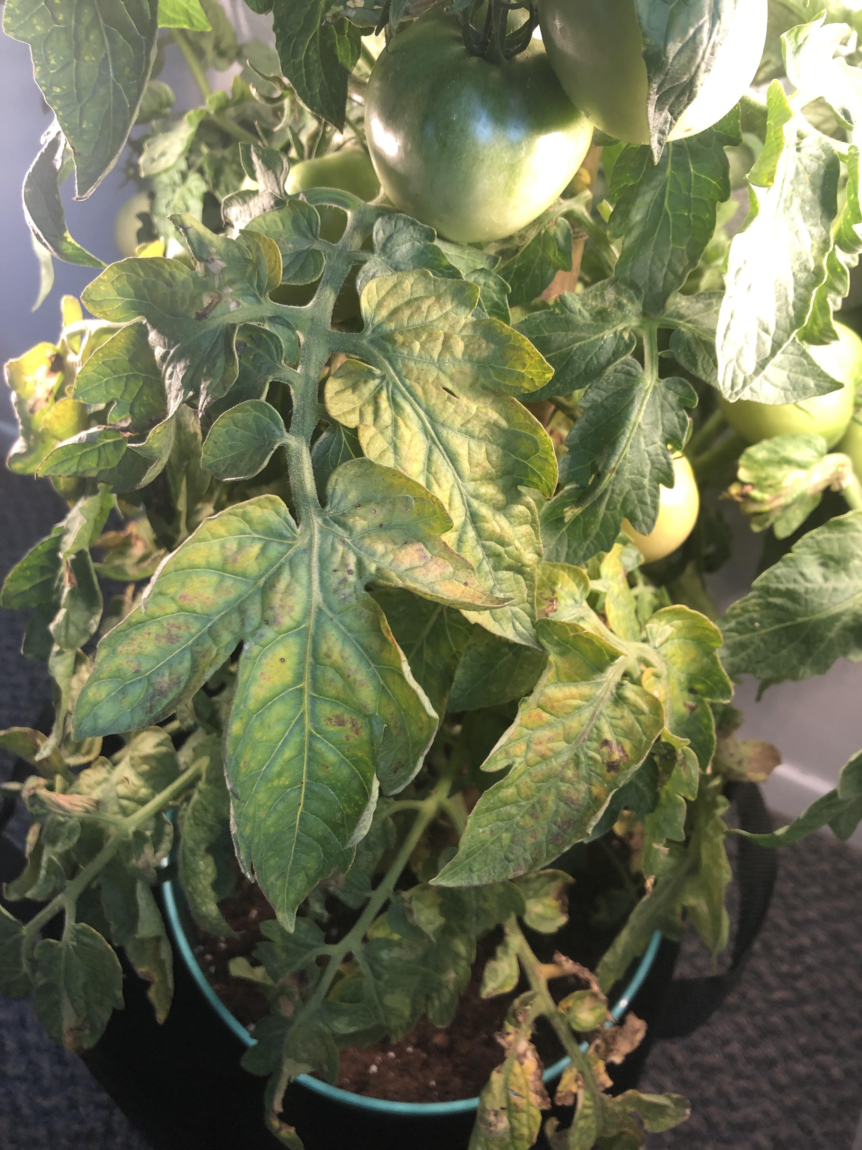 Tomato plant. Leaves started turning yellow. Since its a vegetable and