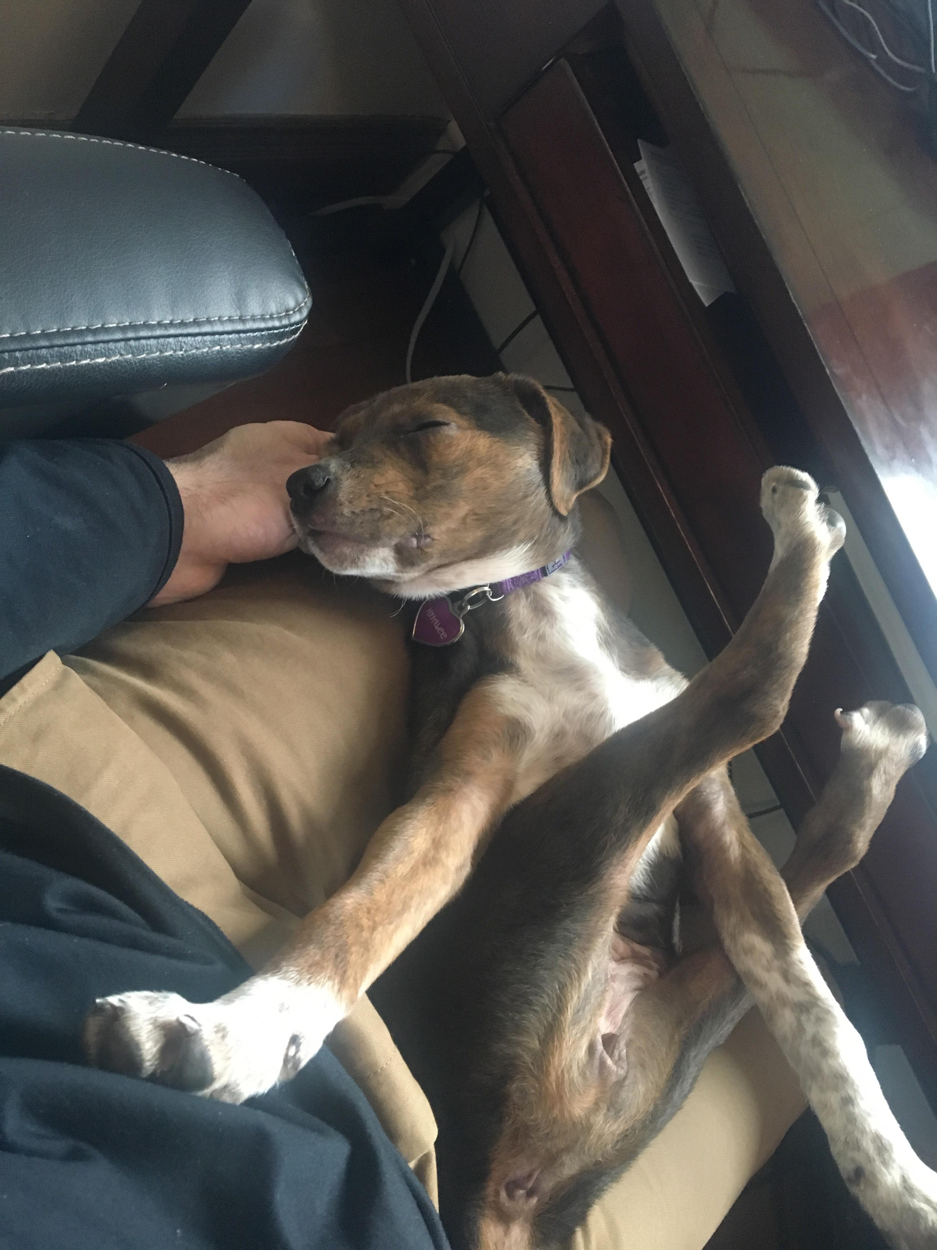 Ummm...I think my puppy is broken r/WhatsWrongWithYourDog