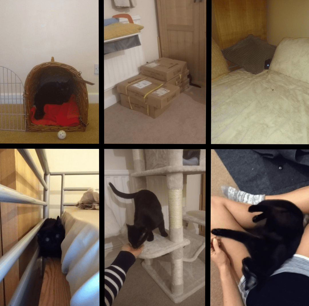 The bio for this stray shelter cat said "scared of humans". He hissed