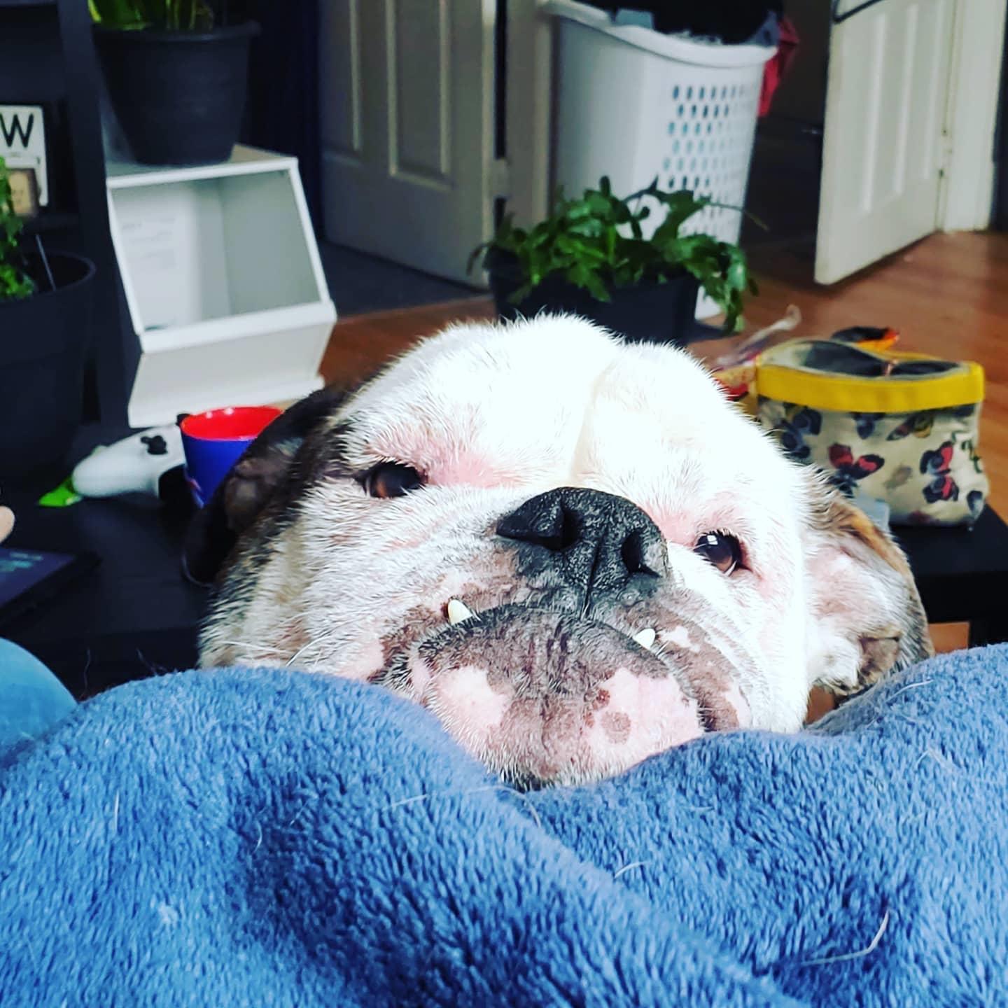 This is my dog, Mr Bean r/pics