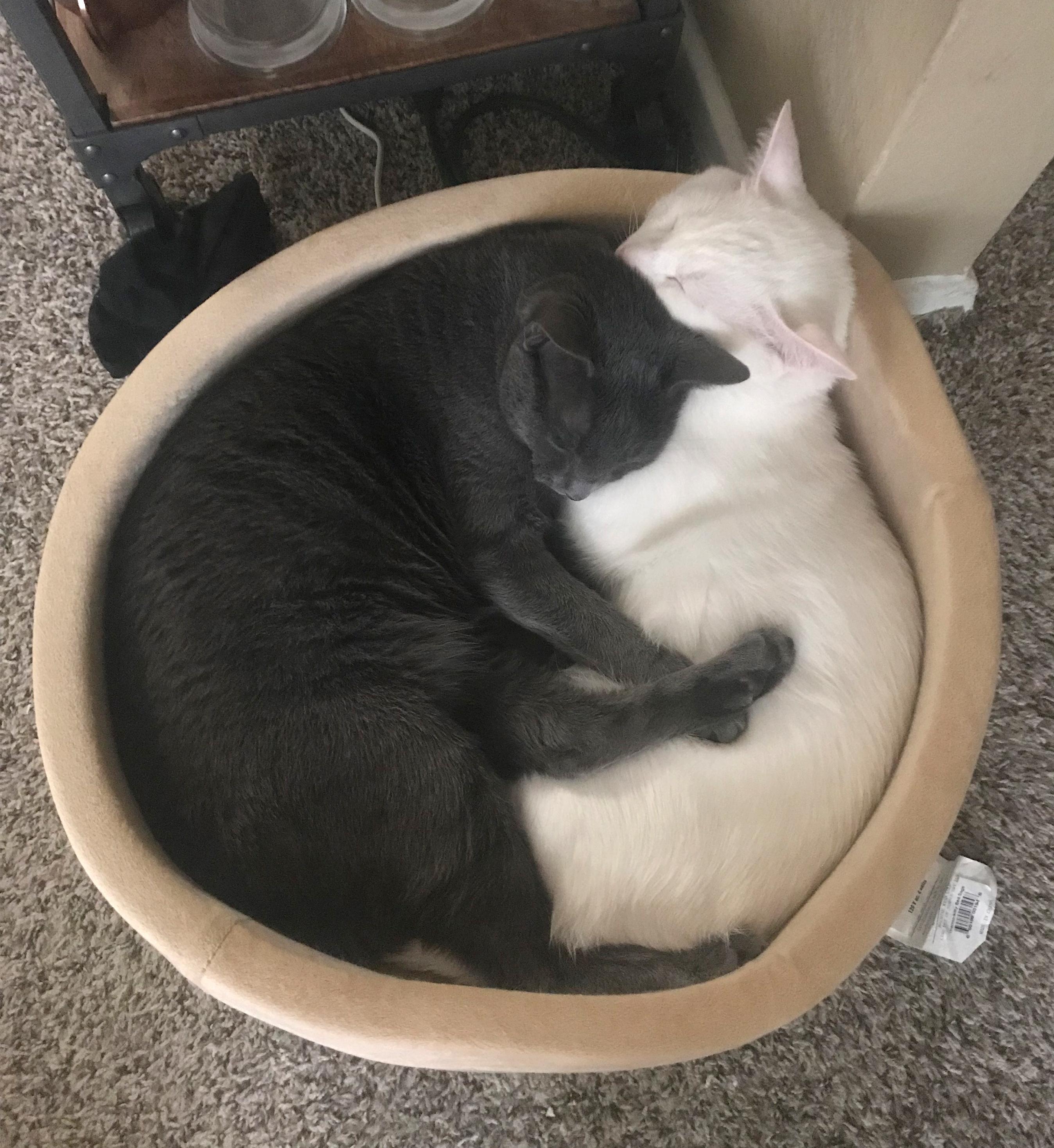 We got one heated cat bed to see if they would enjoy it. I'll take this as a yes. r/cats