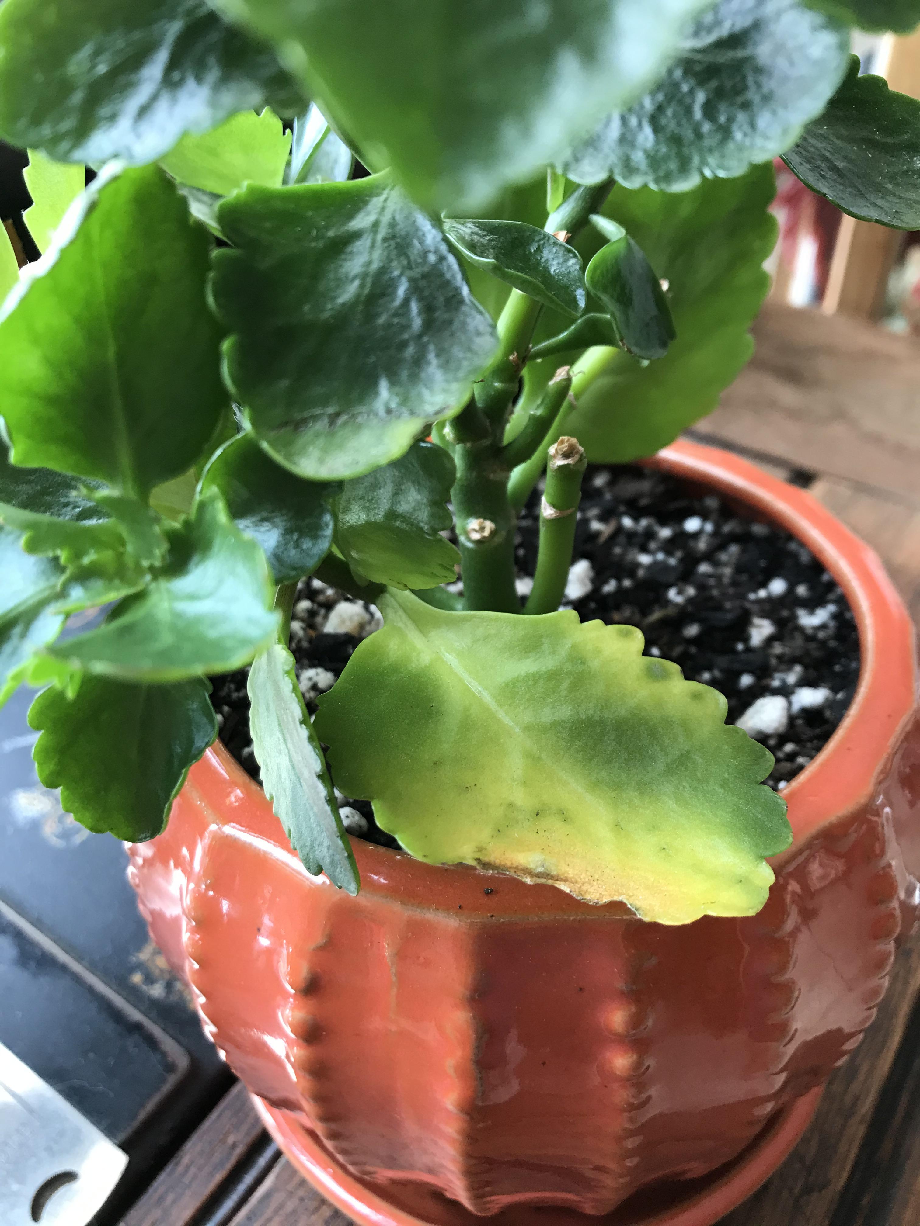 My leaves keep turning yellow at the tips, then brown and crispy, then