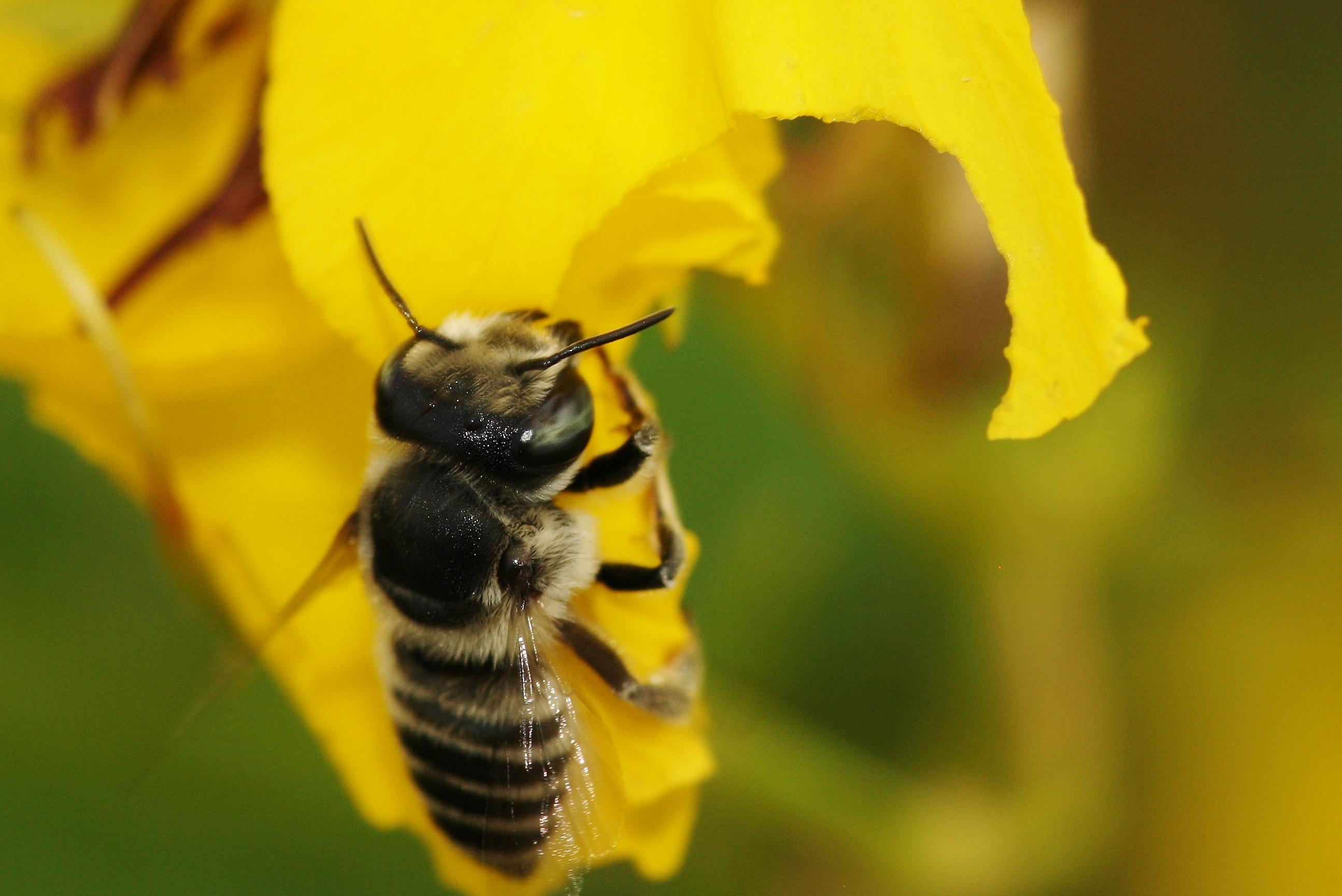 I finally got a photo of a leafcutter bee cutting a flower petal! r