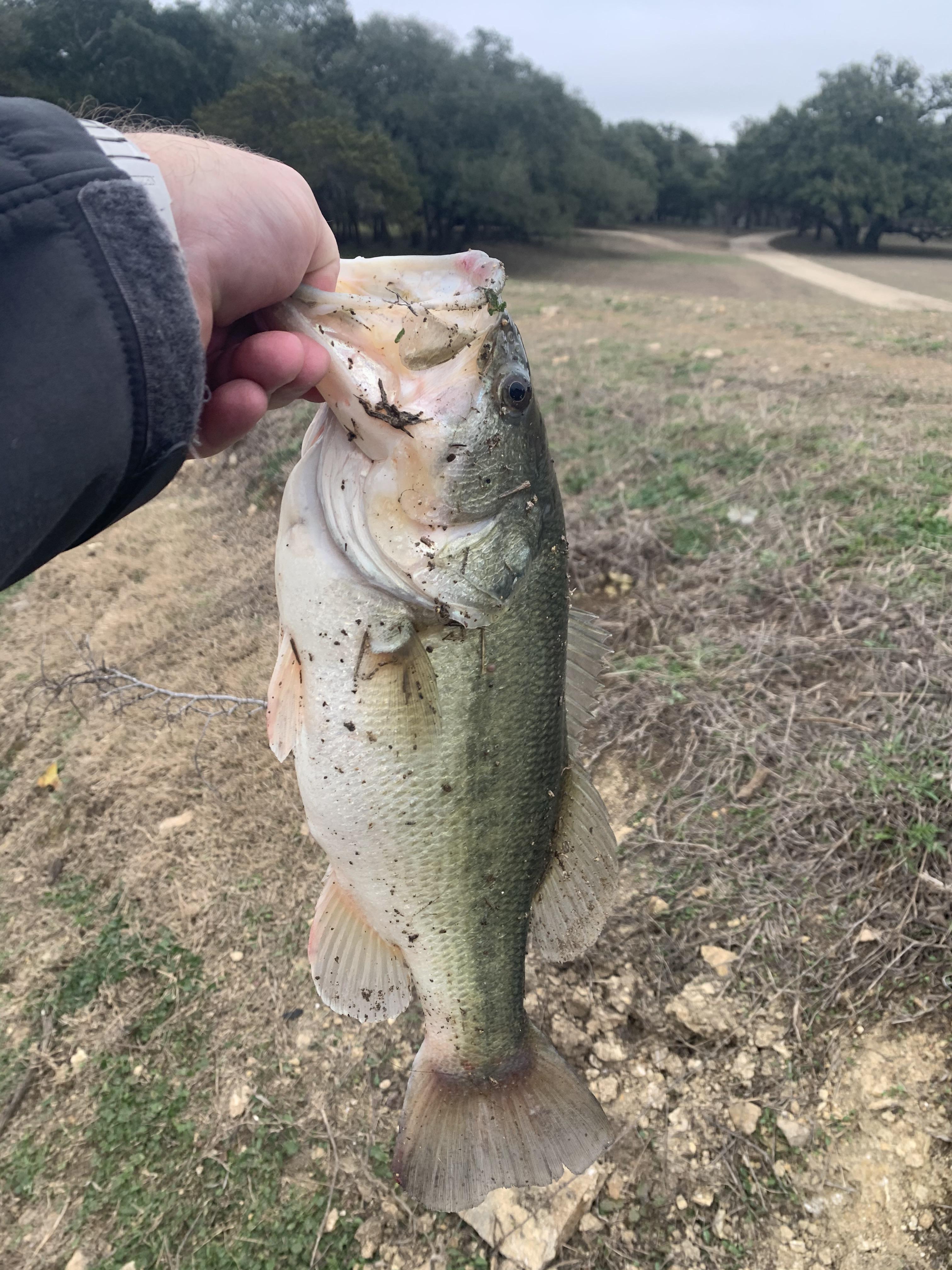 Caught some hogs today. Texas stock tank fishing at its finest. r