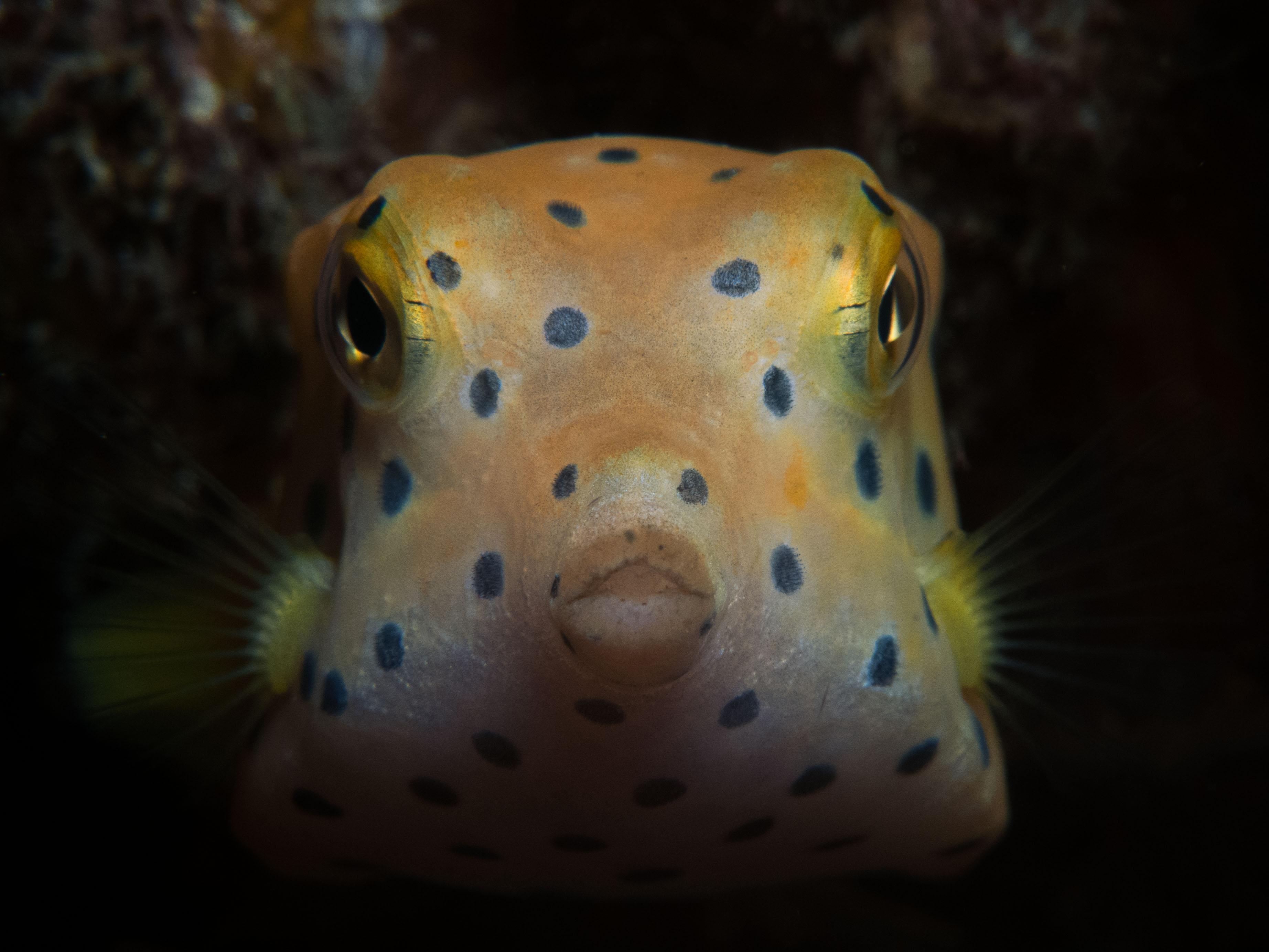 Here is a photo of a yellow boxfish that I took in Bunaken Marine Park