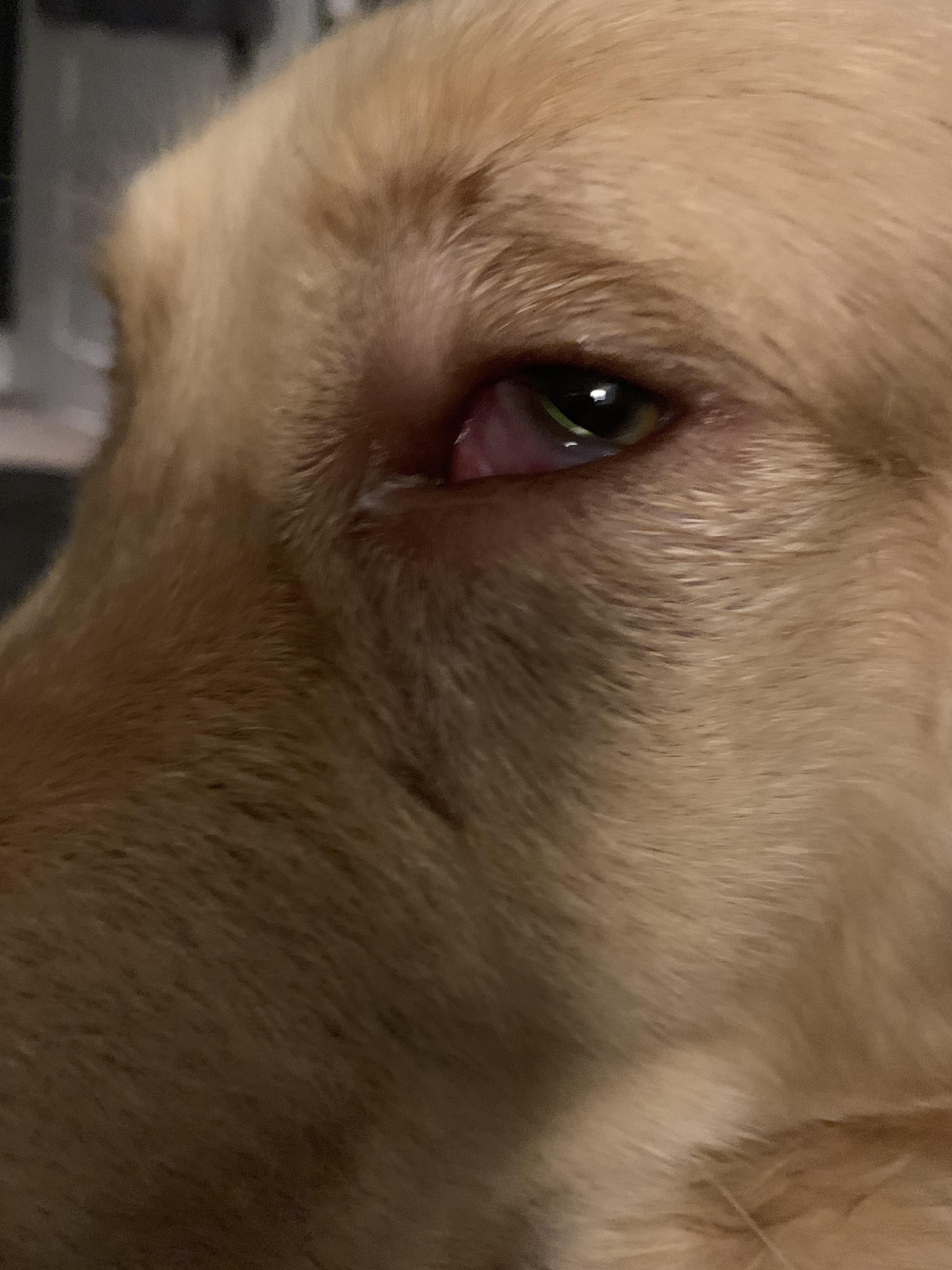 Why does my dogs eye look like this, too him to a vet and they said no
