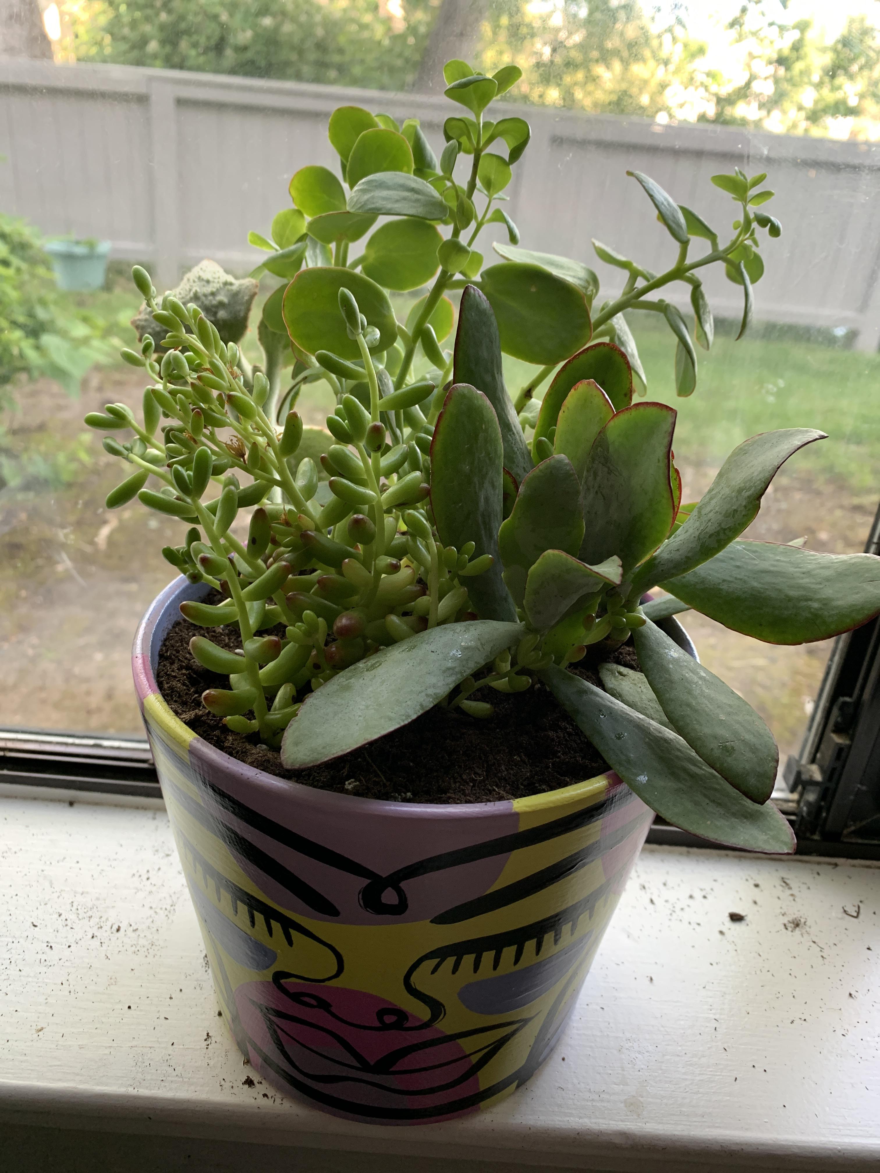 I rescued these from a very overwatered succulent tray a few days ago