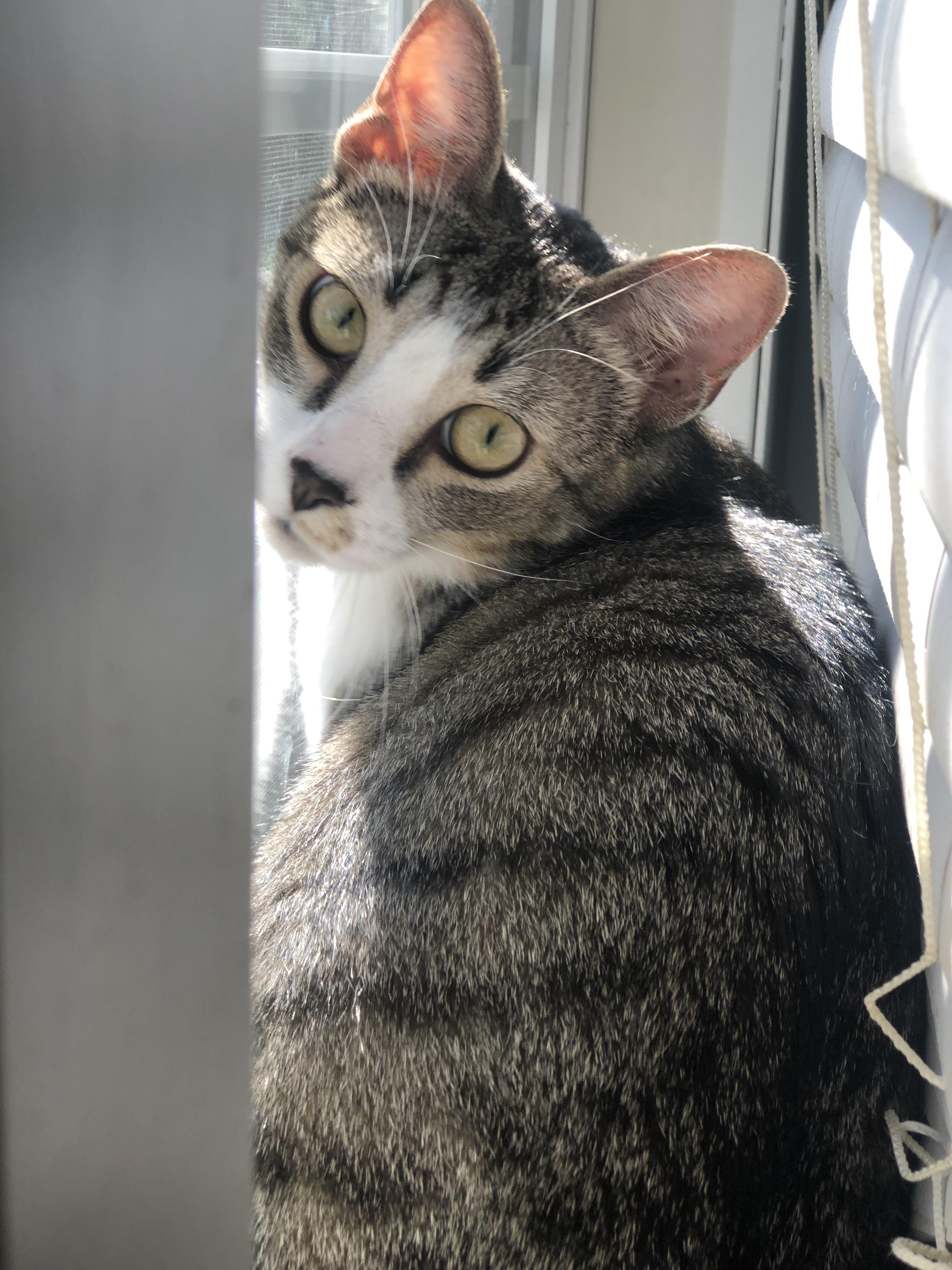 Storm (a little over a year old). He absolutely loves sitting in the