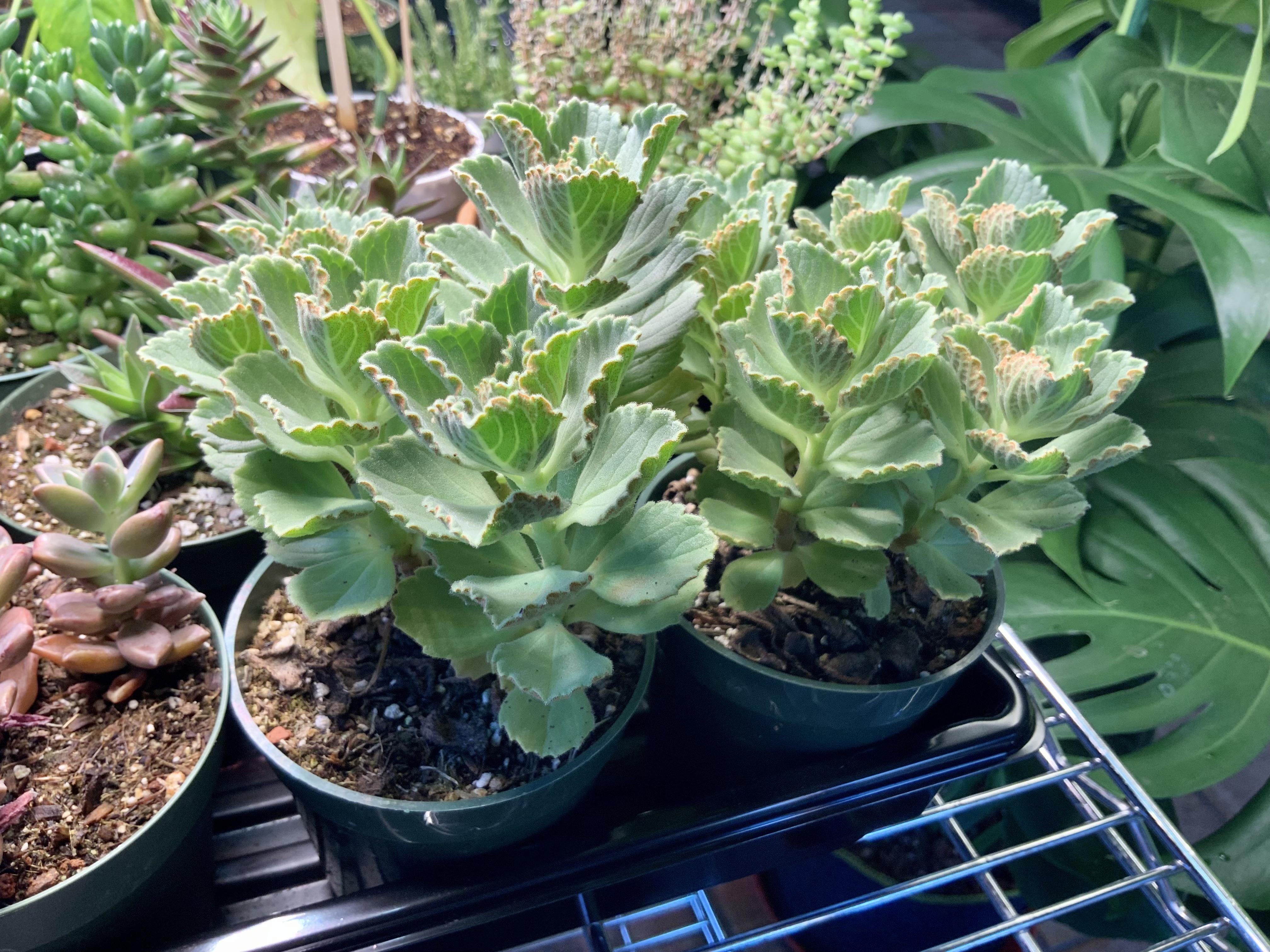 Leaves look like a kalanchoe? I’ve never seen this before. r