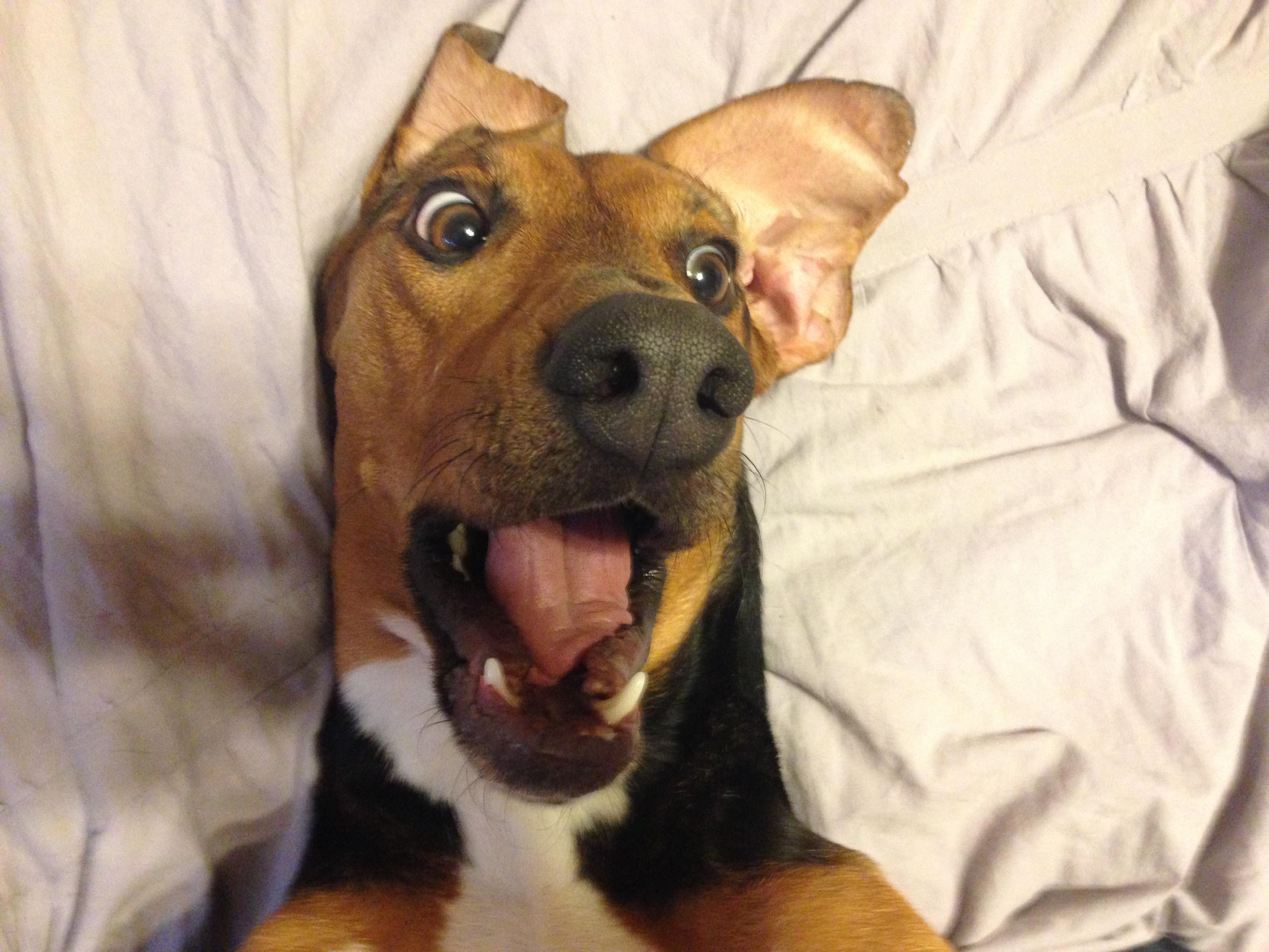 My dog gets excited about little things. This was her face when I told