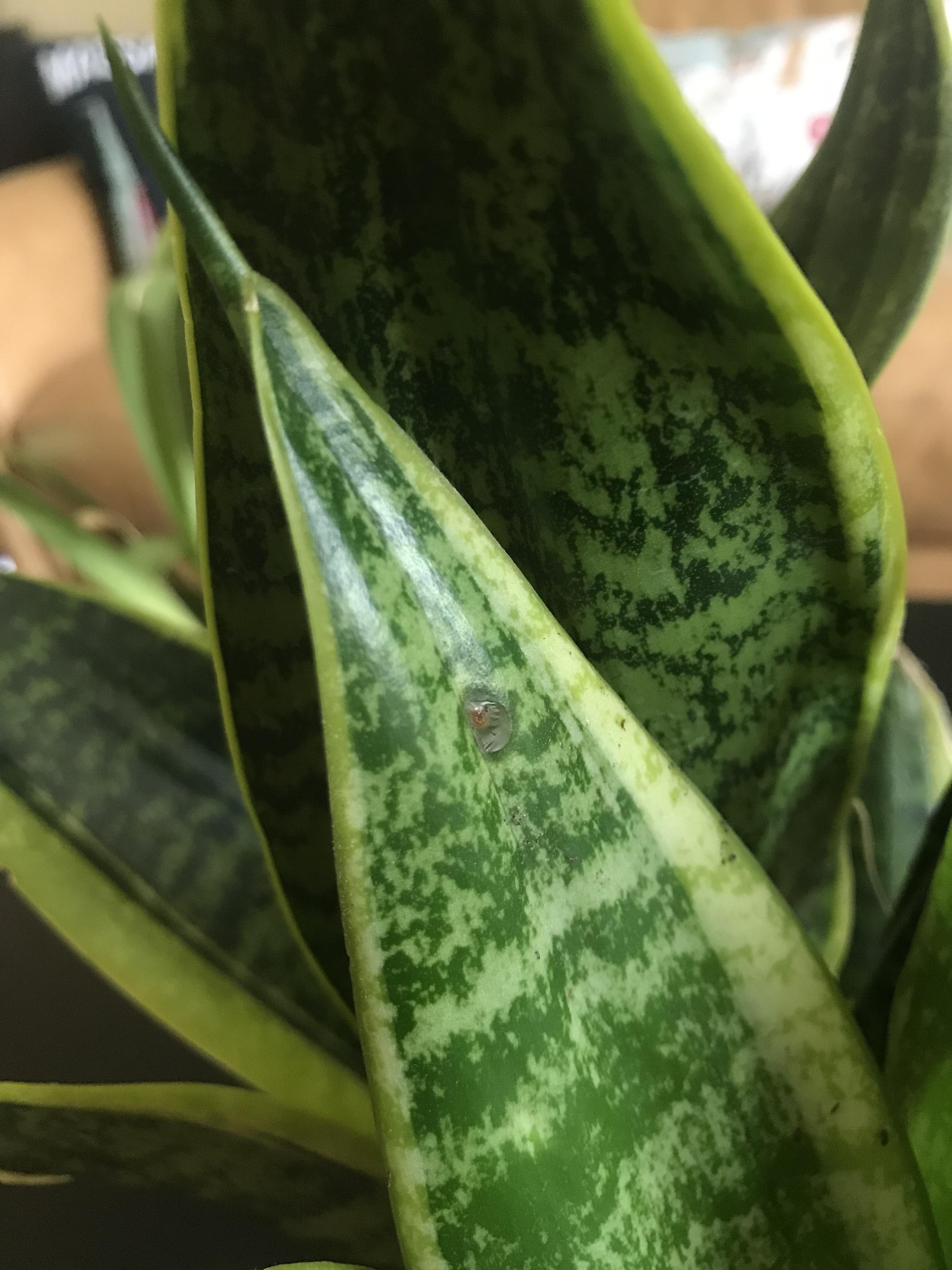 What is this reddish translucent spot on my snake plant? plantclinic