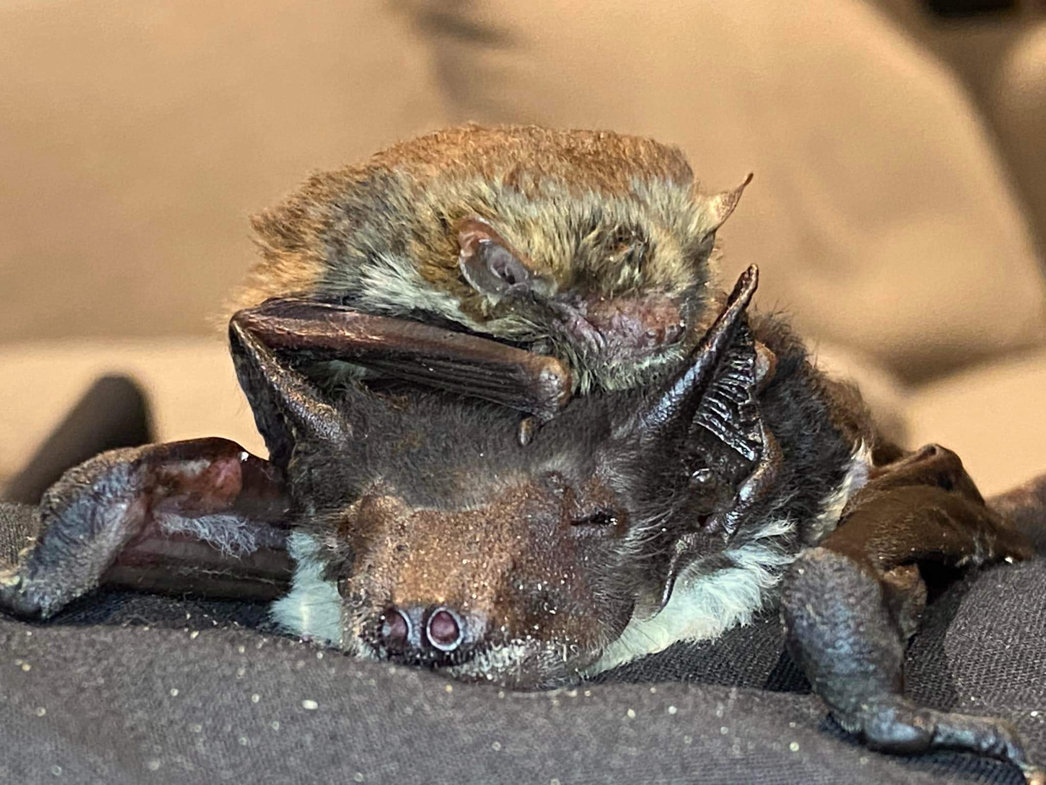Bat napping on a Bat r/aww