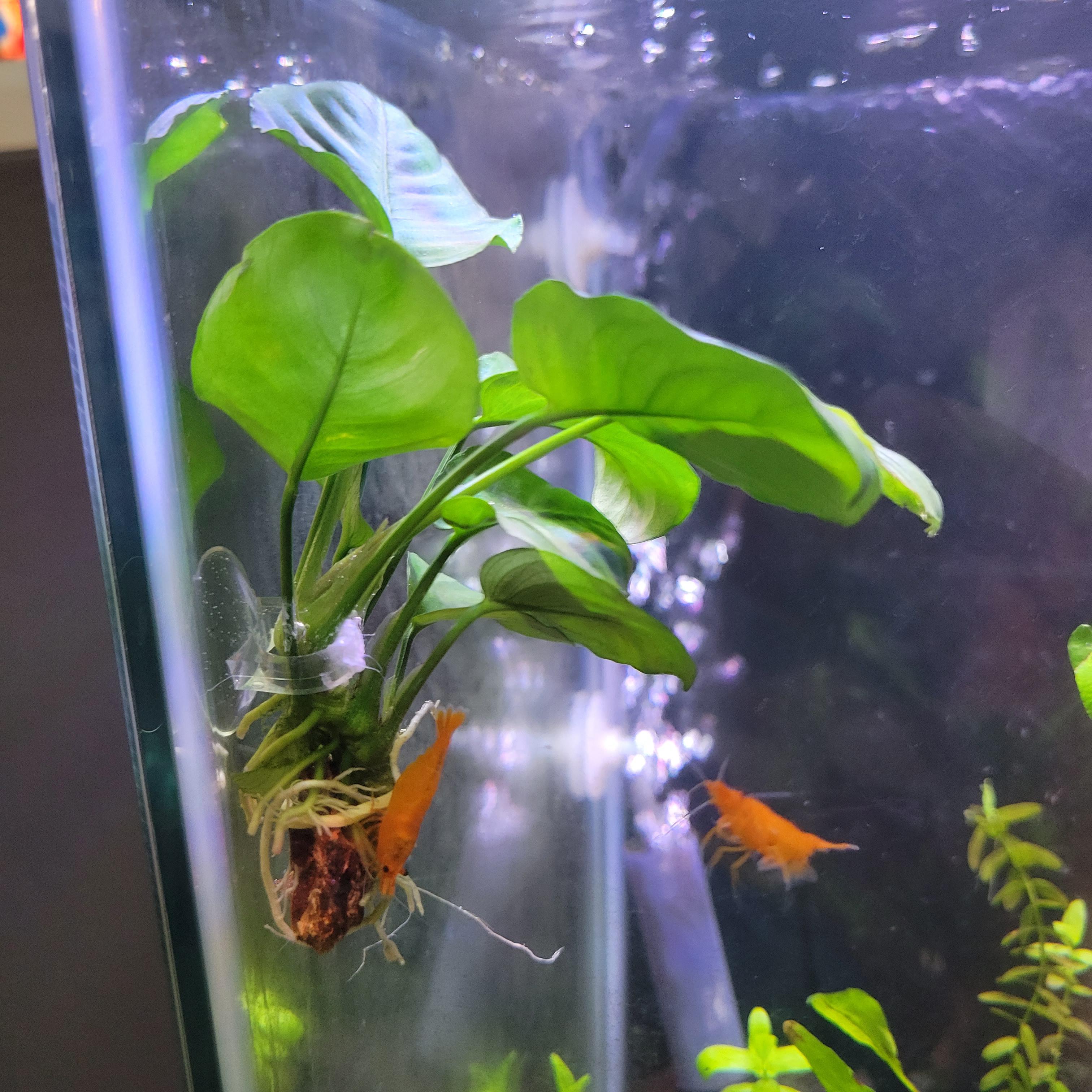 DIY Betta hammock made with an Anubias r/bettafish