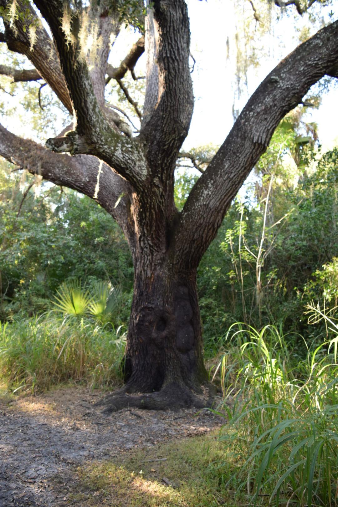 I tracked down the Devil Tree PSL. https//trippingonlegends.wordpress