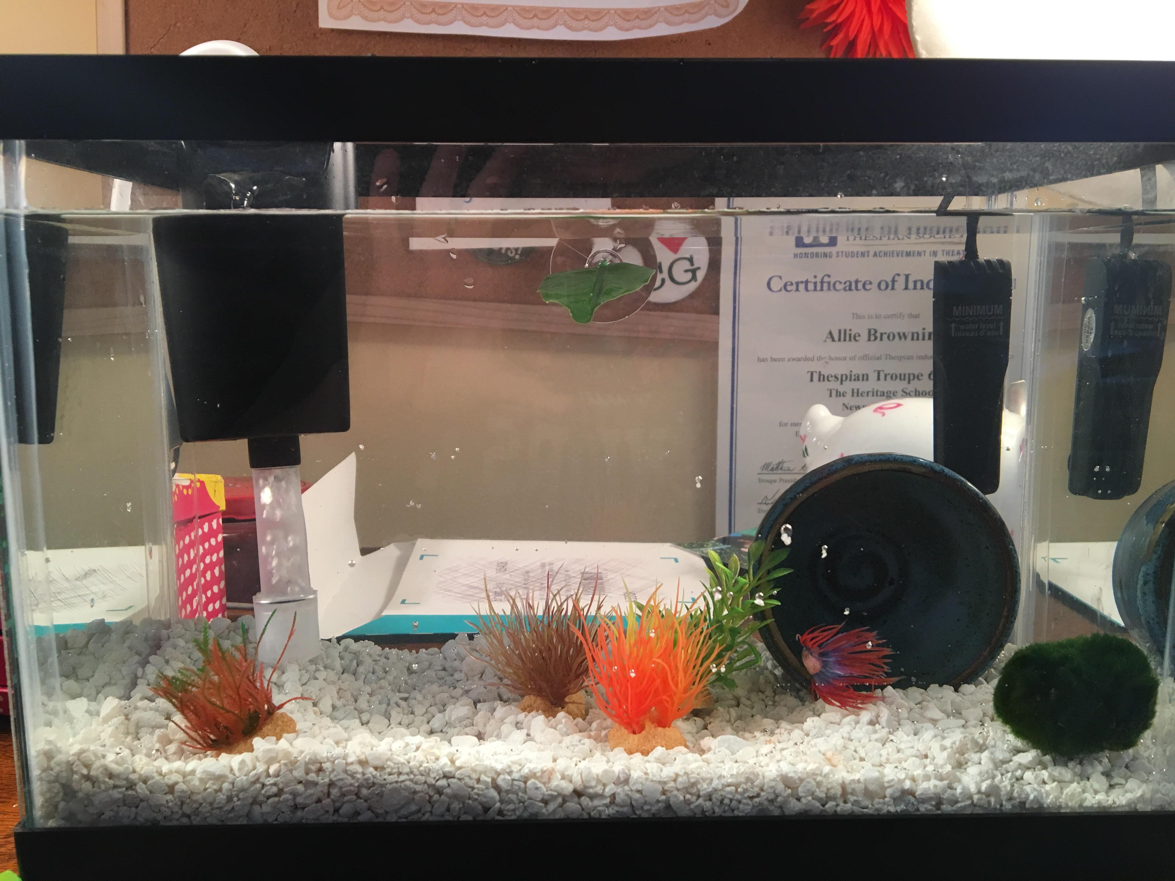 Betta Fish Tanks Petsmart