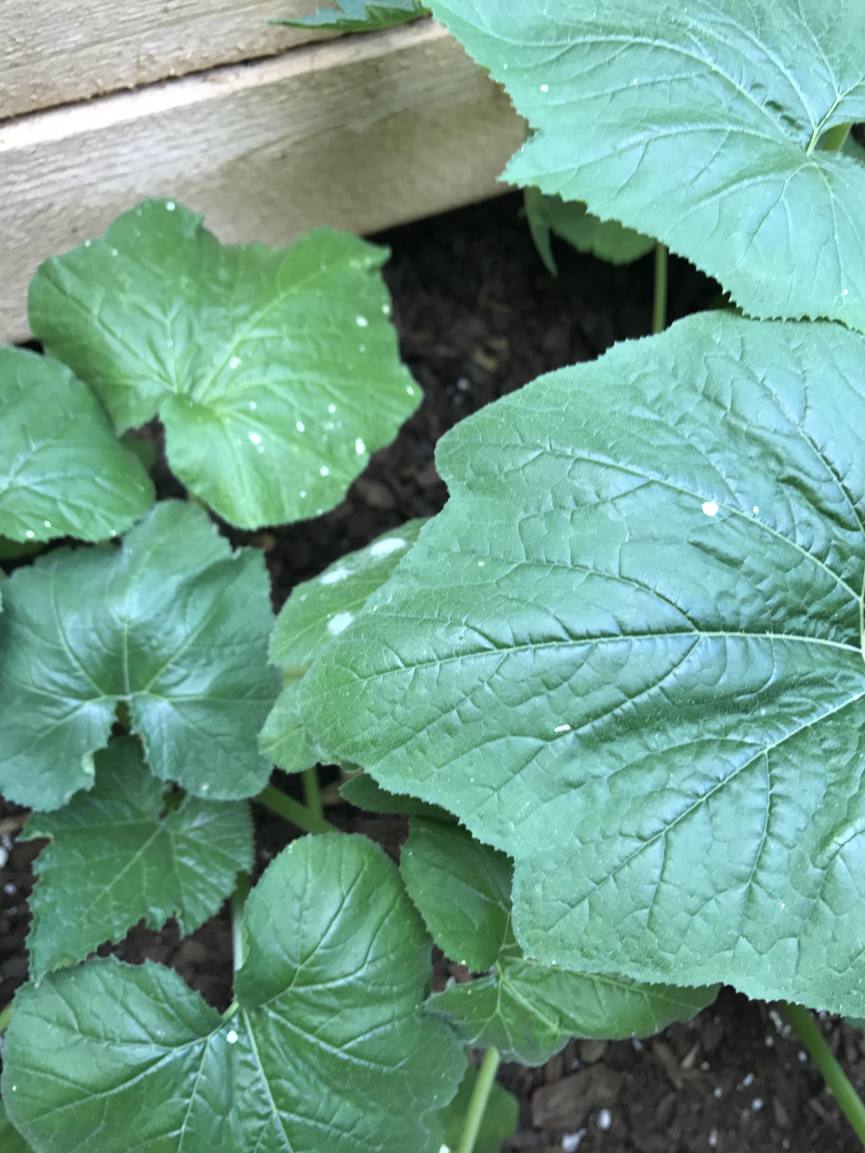 What are these white spots developing on my zucchini and how do I