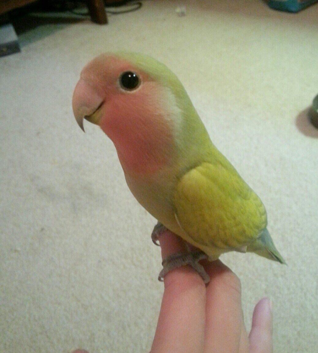 Birb frend r/Eyebleach