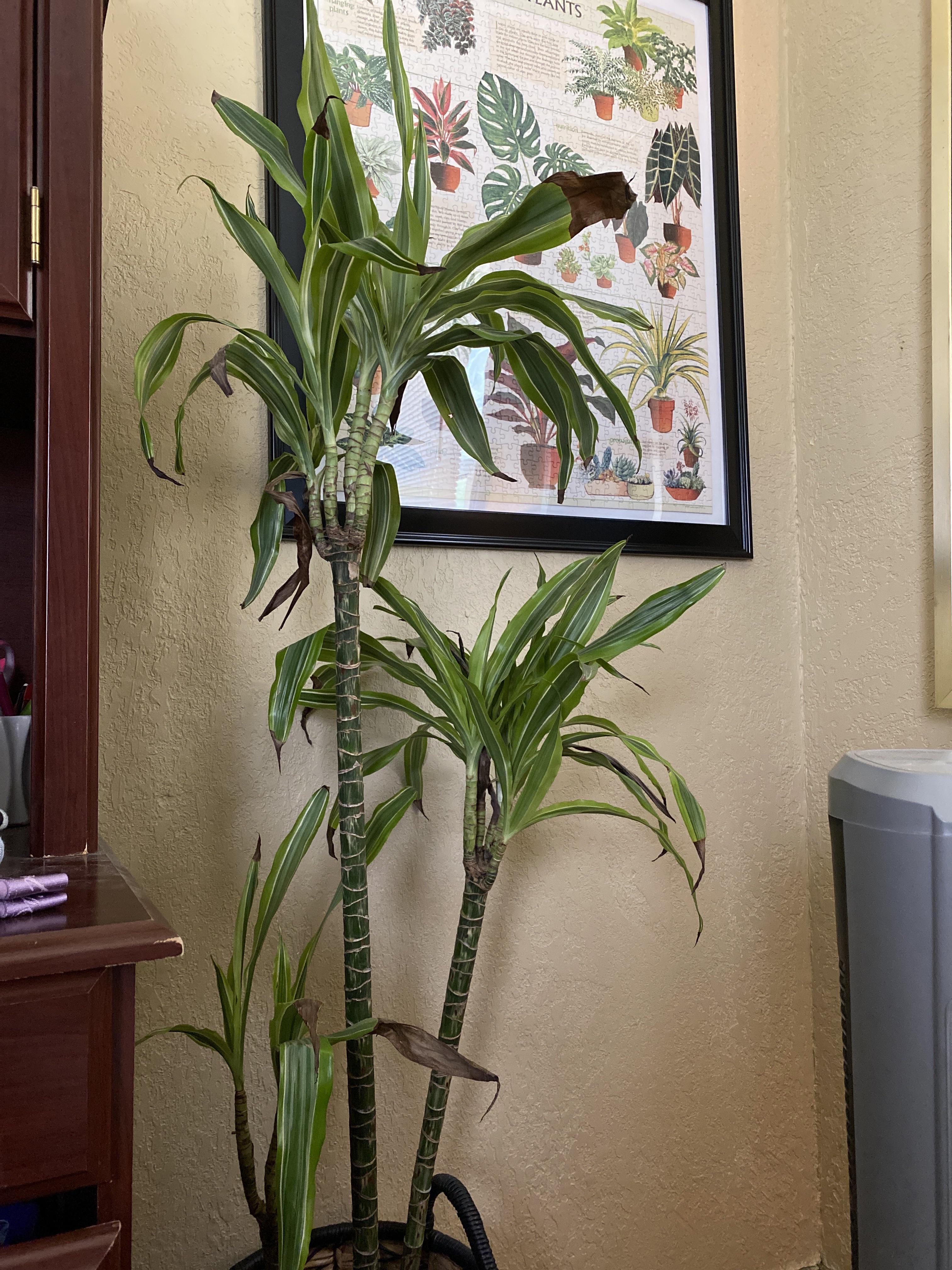 Can my corn plant be saved? r/plantclinic