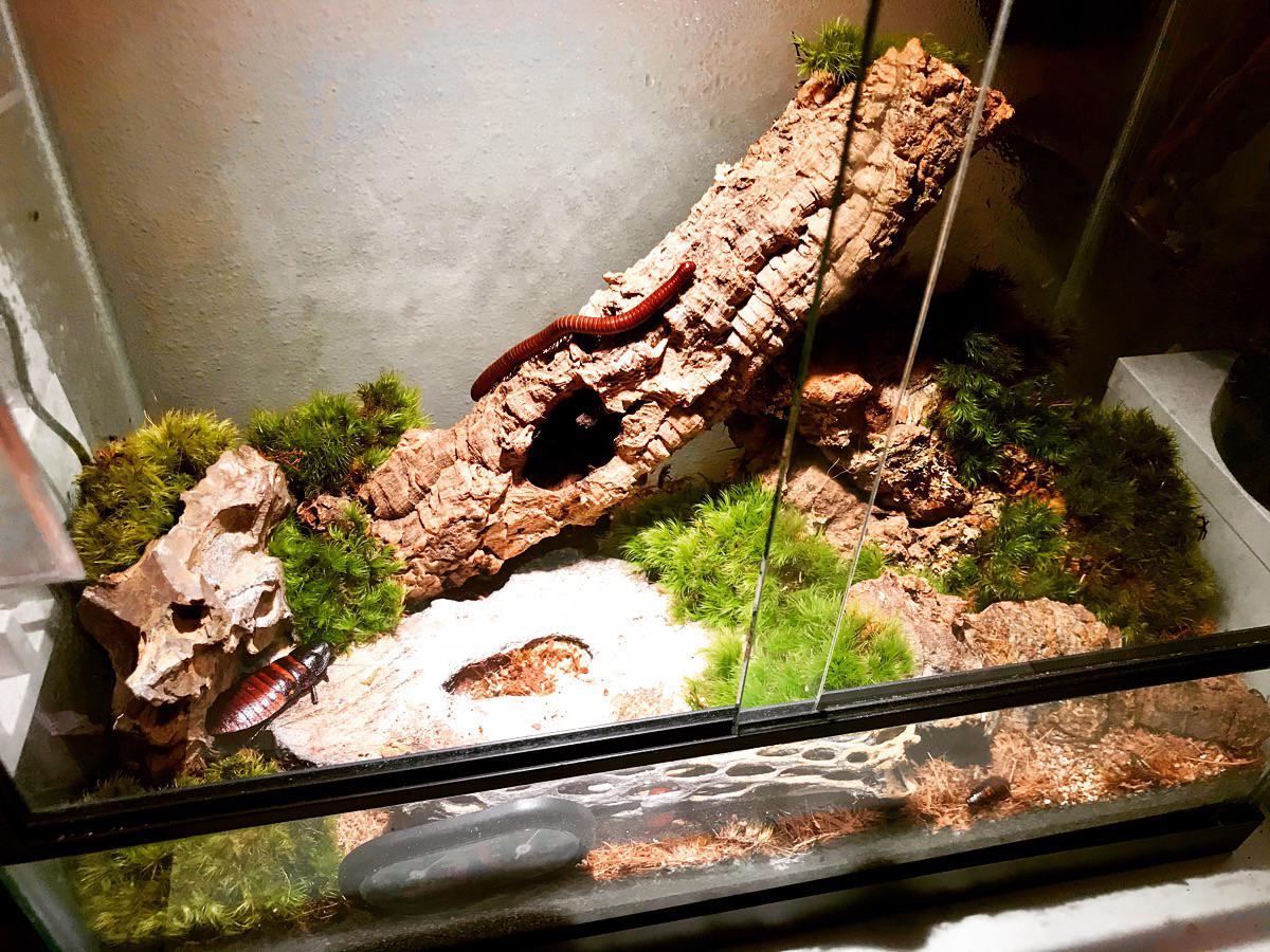 My hissing cockroach vivarium r/roaches