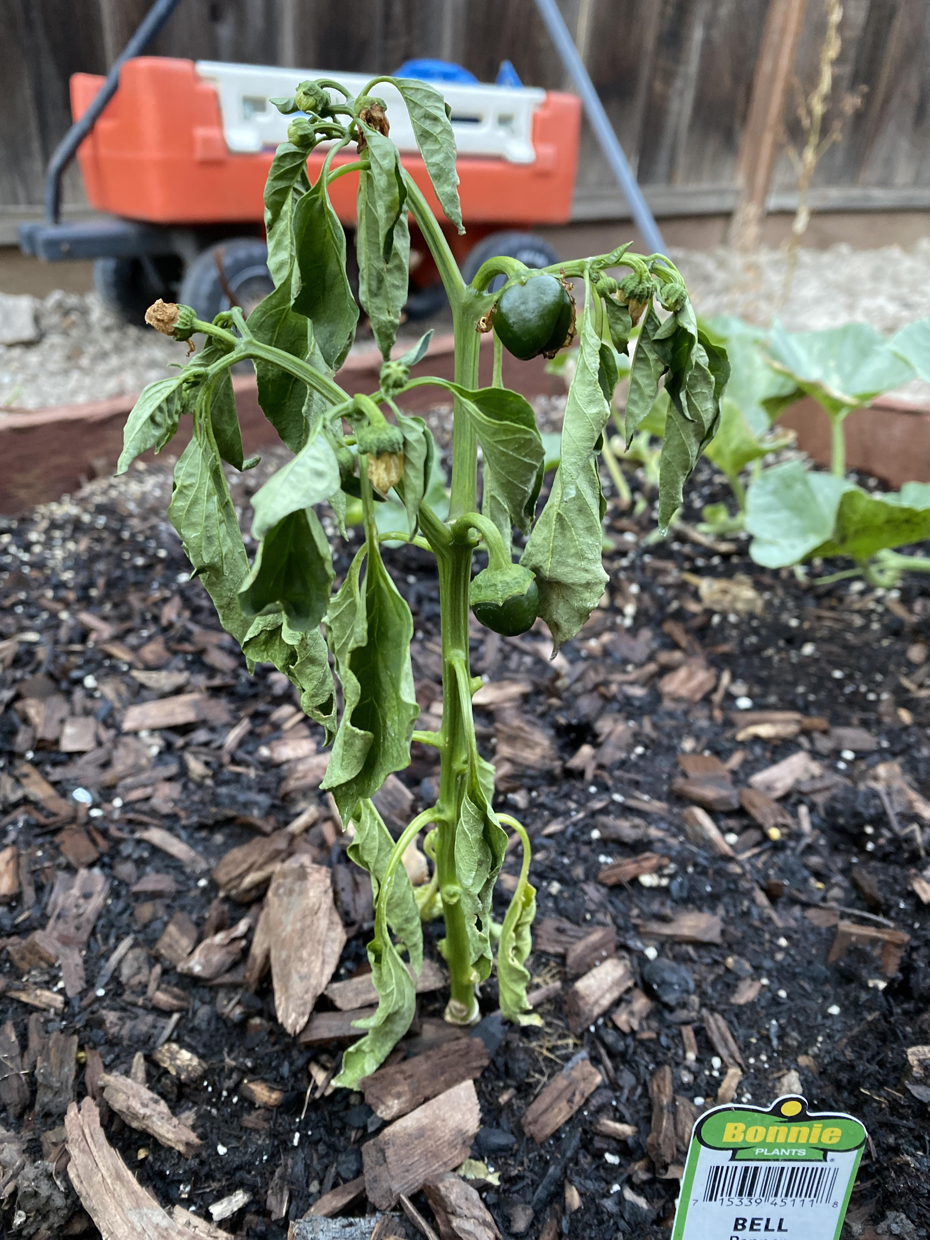 why is my pepper wilted? r/vegetablegardening