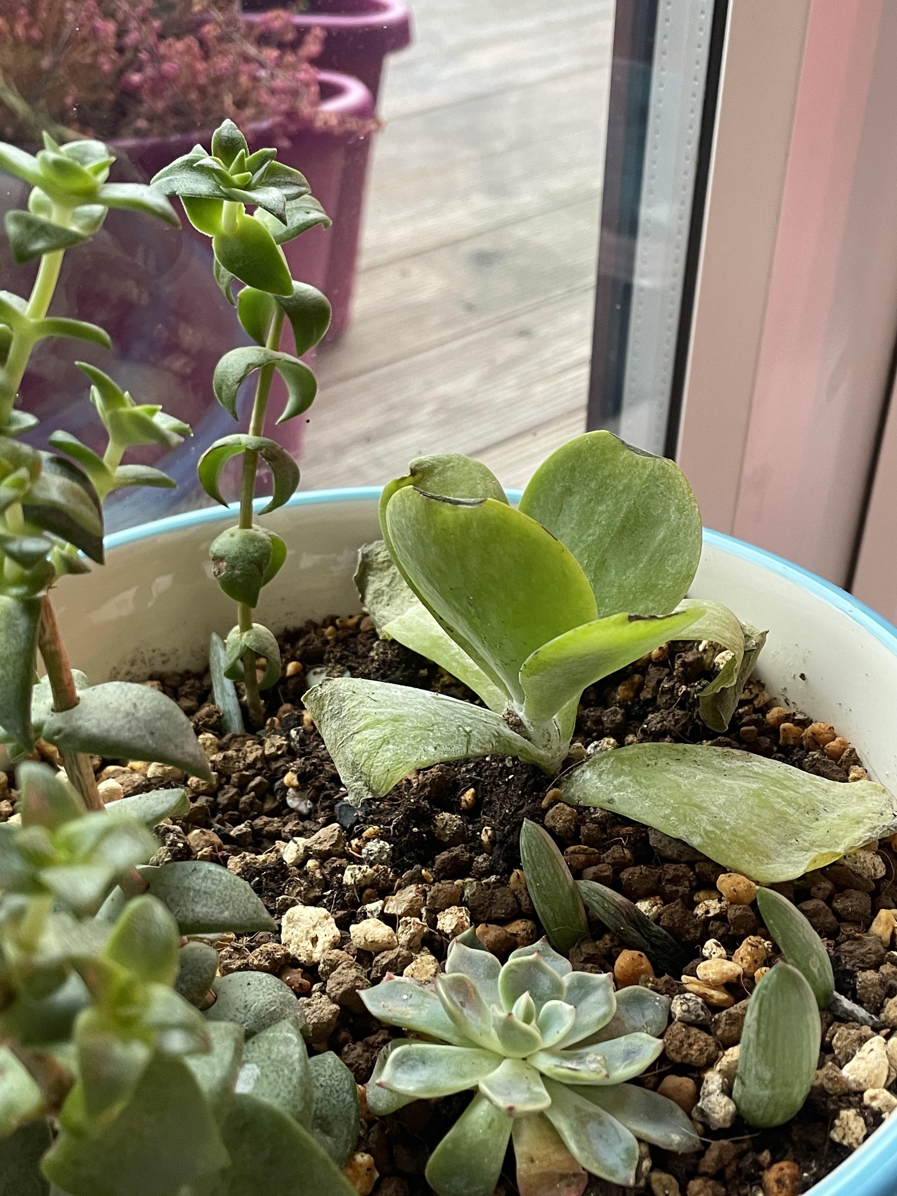 22+ Paddle Plant Leaves Dying 2 Baby paddle plant traumatised by shipping; should I remove dying leaves
