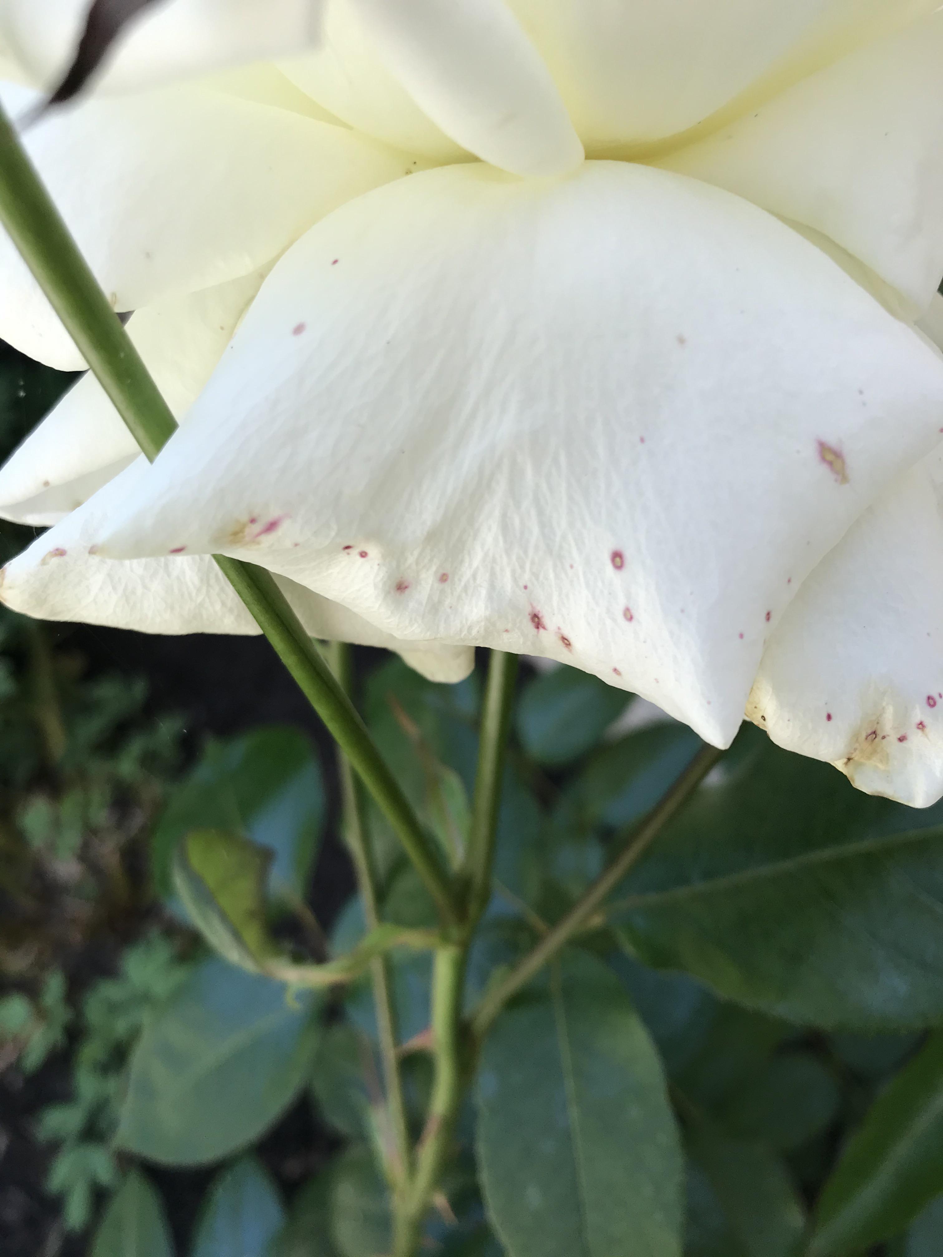 I don’t think these pink dots on my rose are anything to be concerned