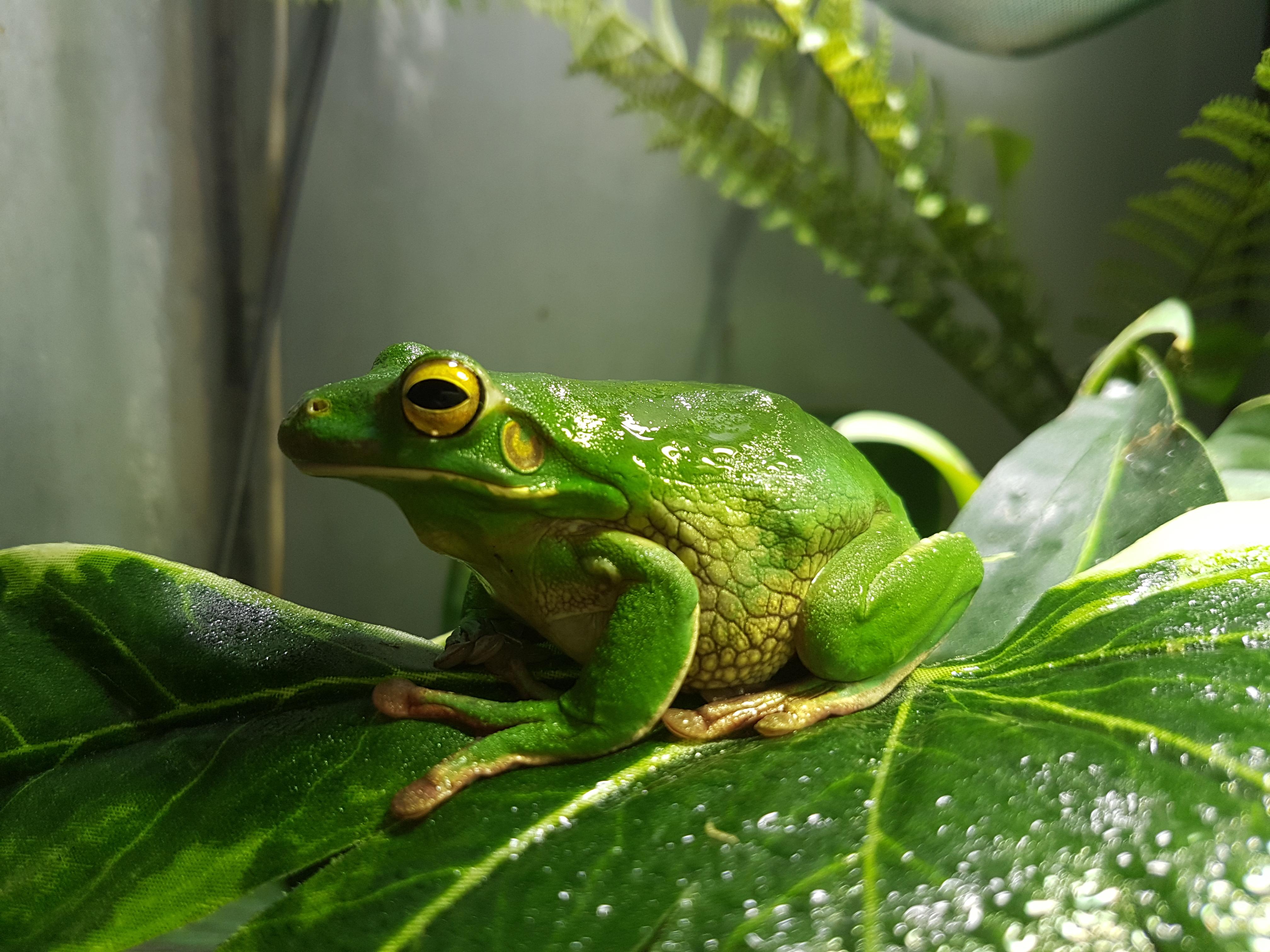 Renovated my Giant Tree Frog's tank with fake plants big enough to