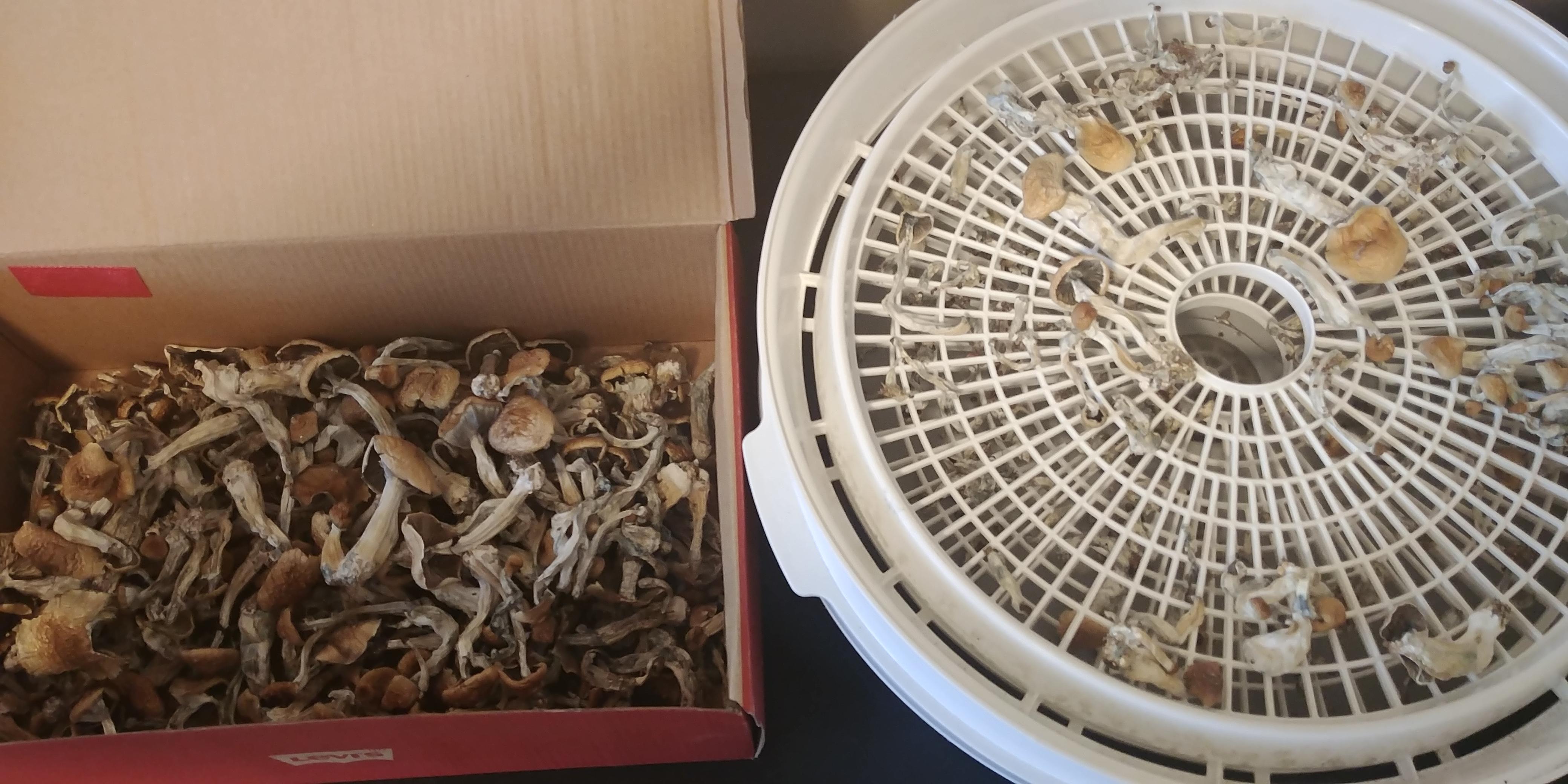 WOT IN DEHYDRATION shrooms