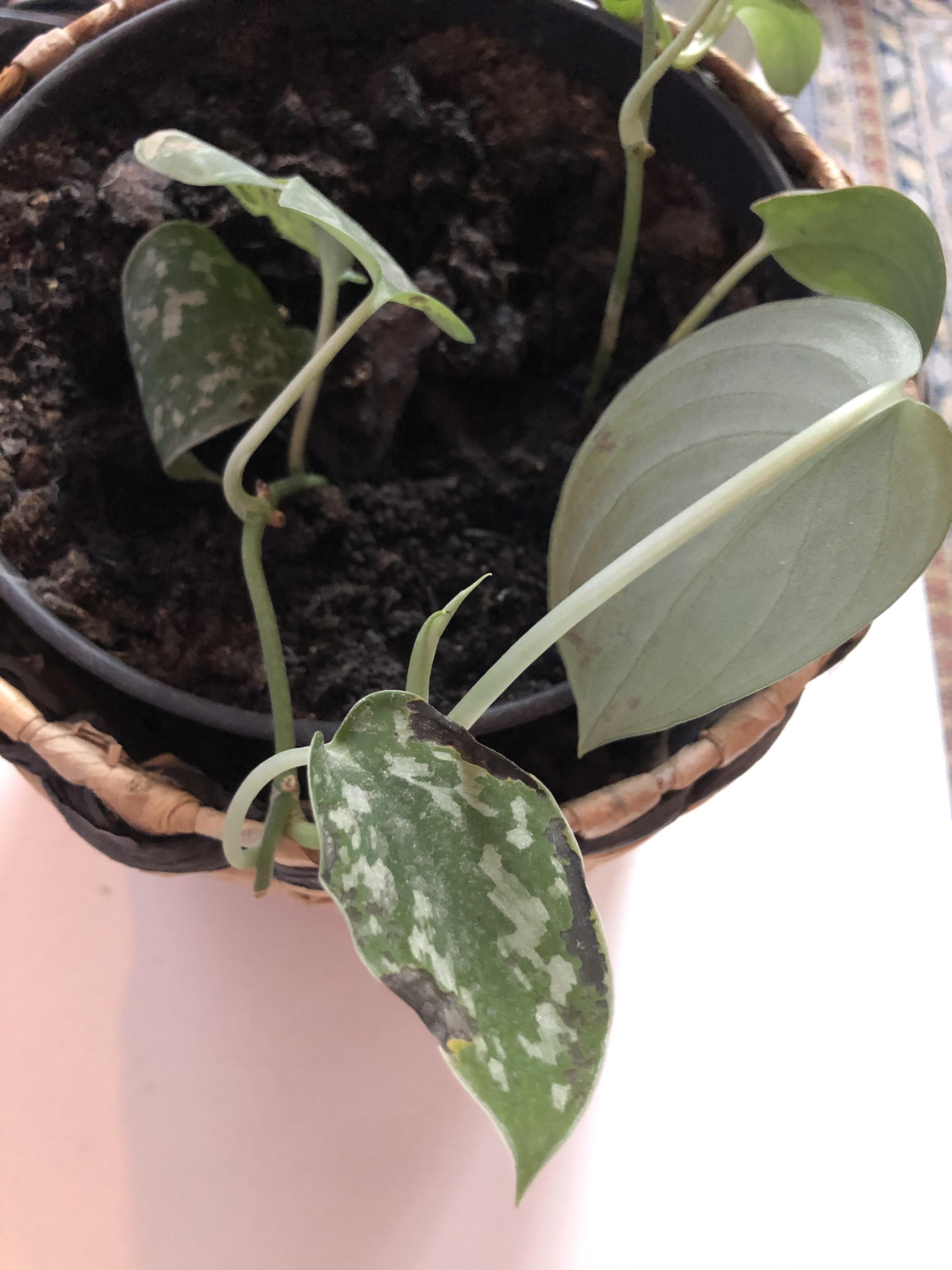 Why is my Silver Pothos/Silvery Anne turning black? / Thanks r