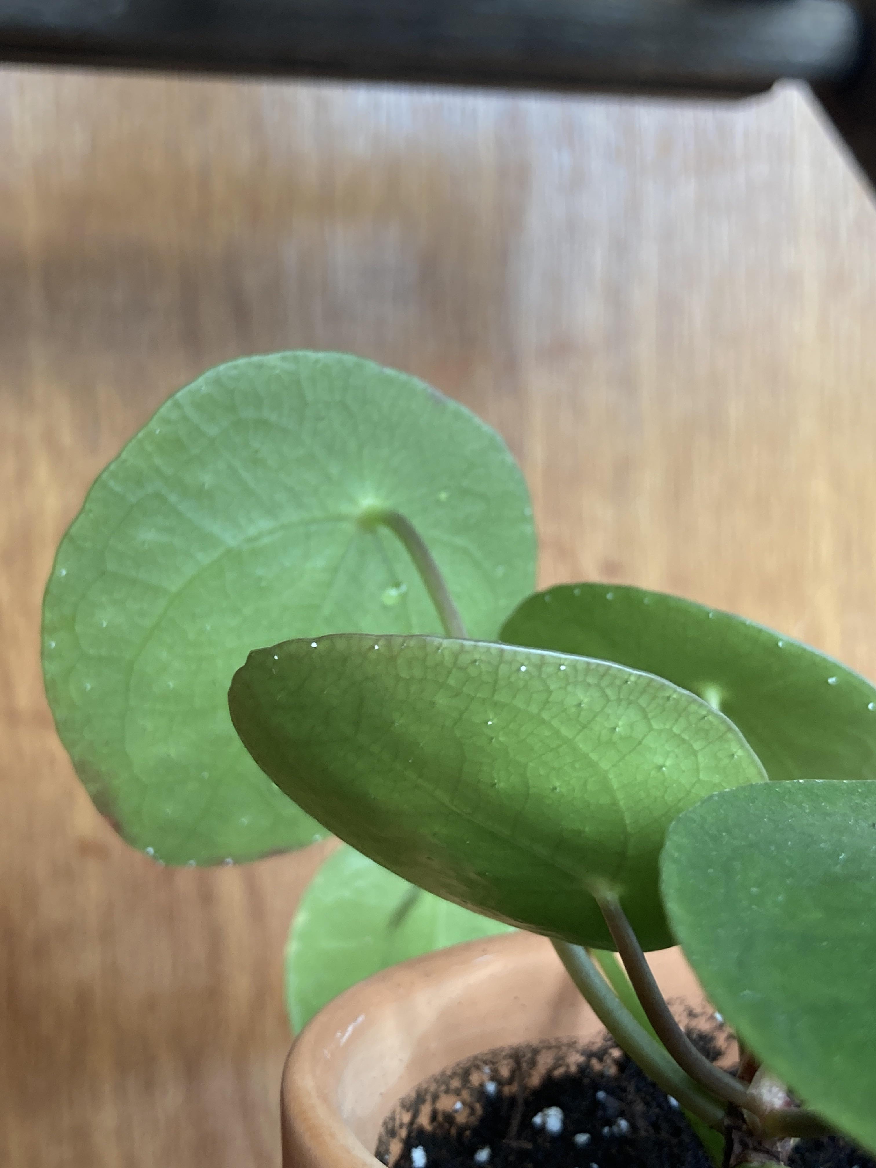 What are these white dots on the underside of my pilea? Thank you! r/plantclinic