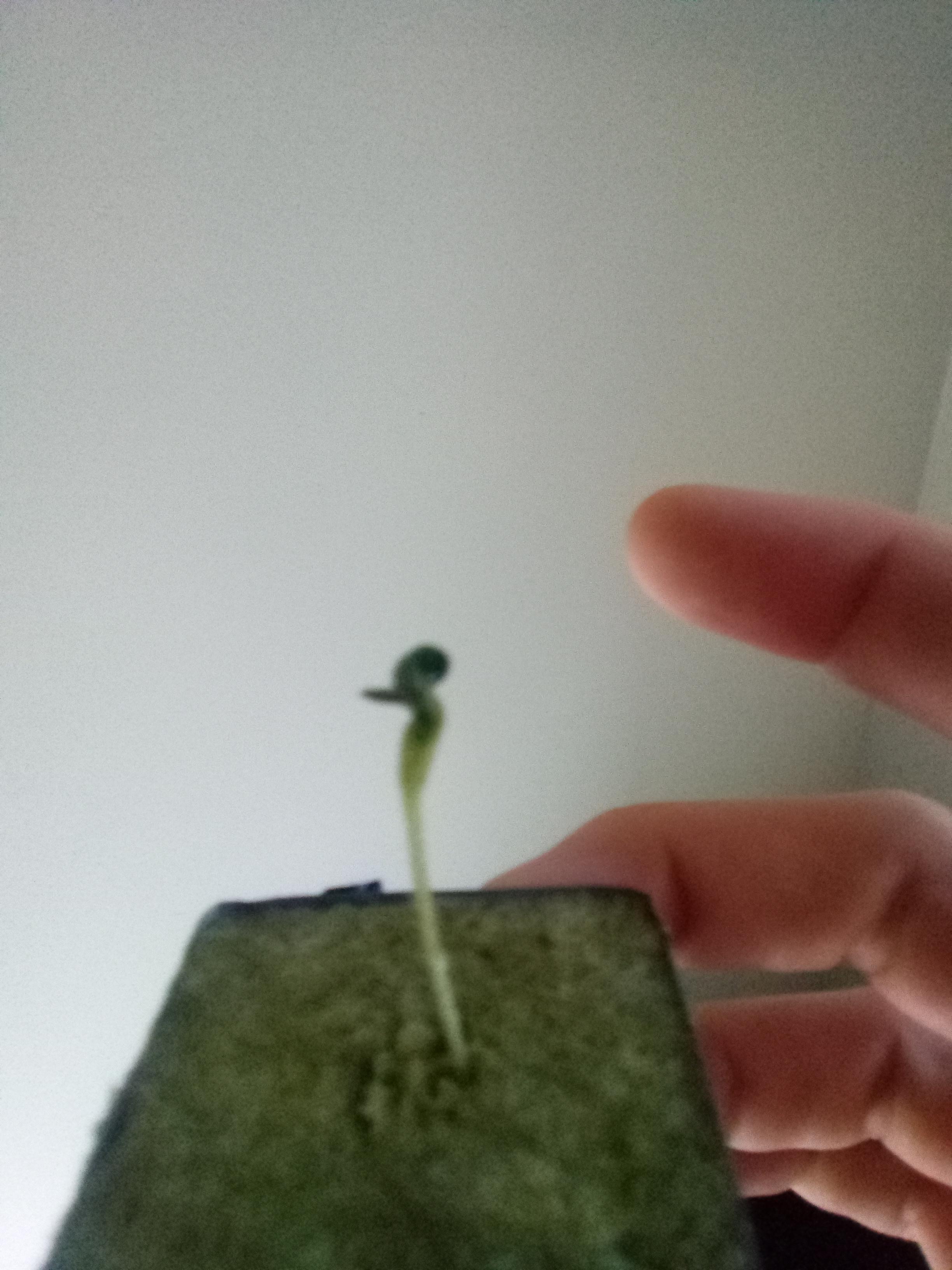 Why do my seedlings look like this, no root showing r/microgrowery