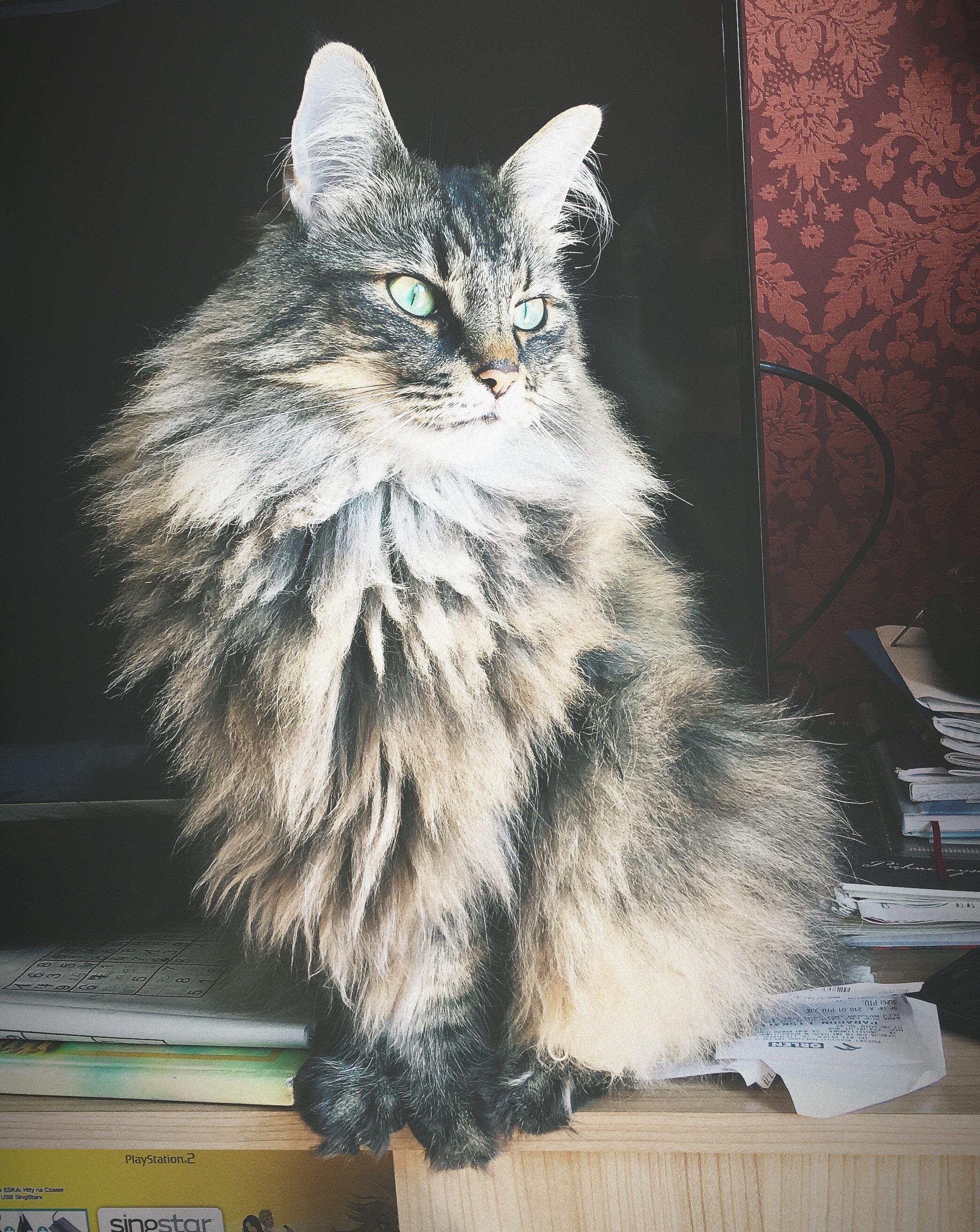 701 best Norwegian Forest Cat images on Pholder Norwegian Forest Cats