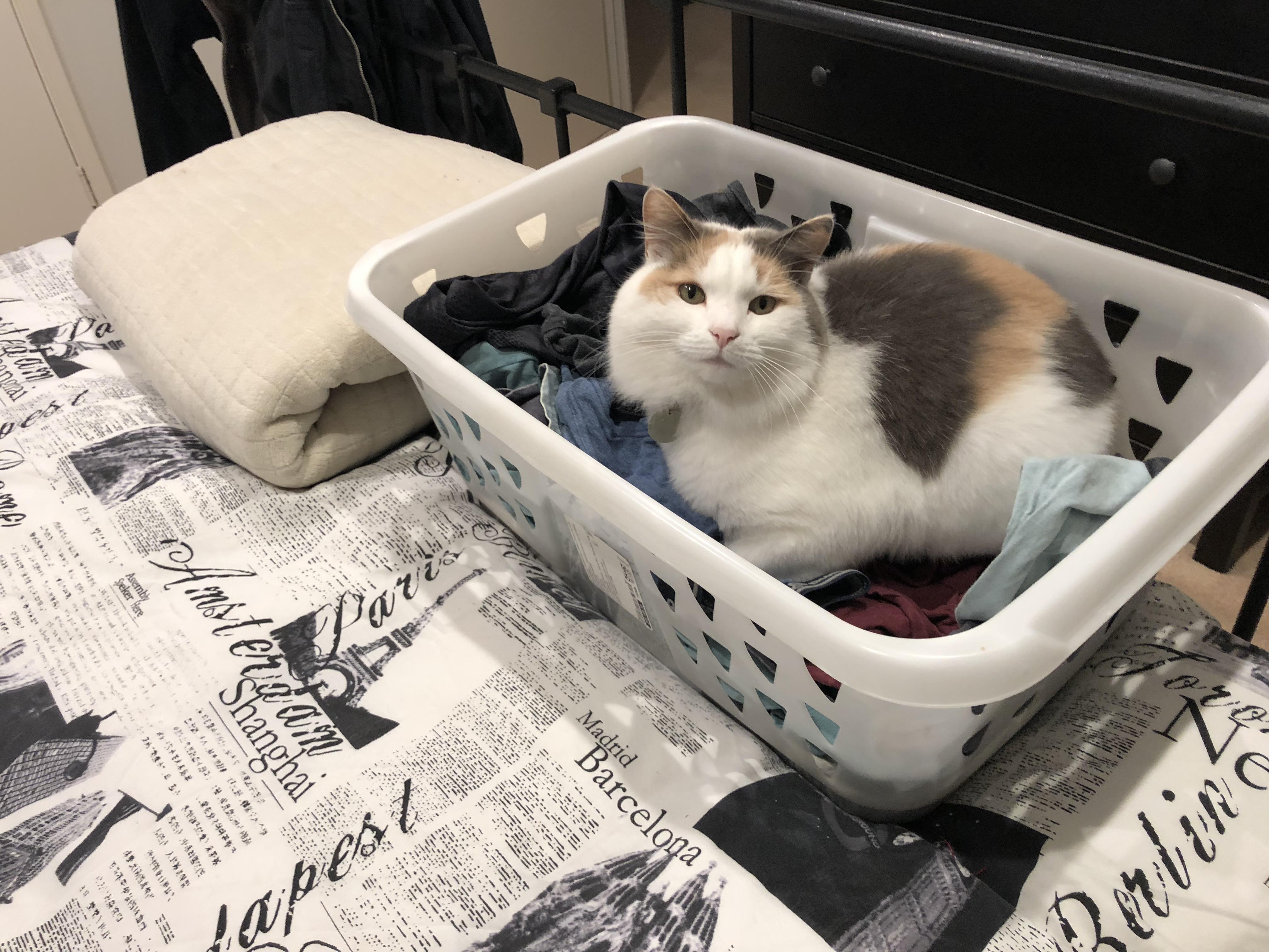 Cat logic Clean washing vs. blanket r/cats