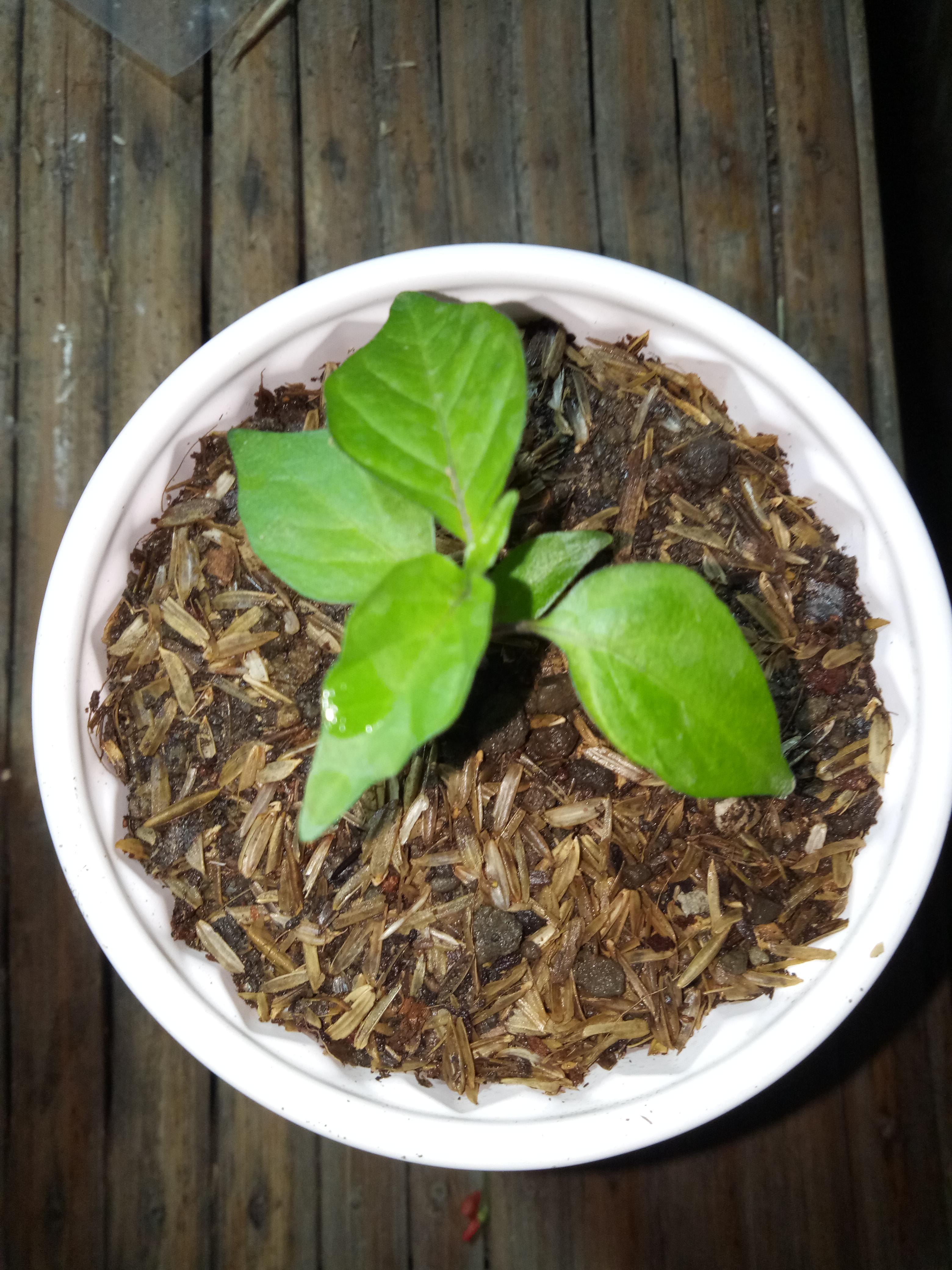 this is my pink tiger x reaper guys.. r/PepperLovers