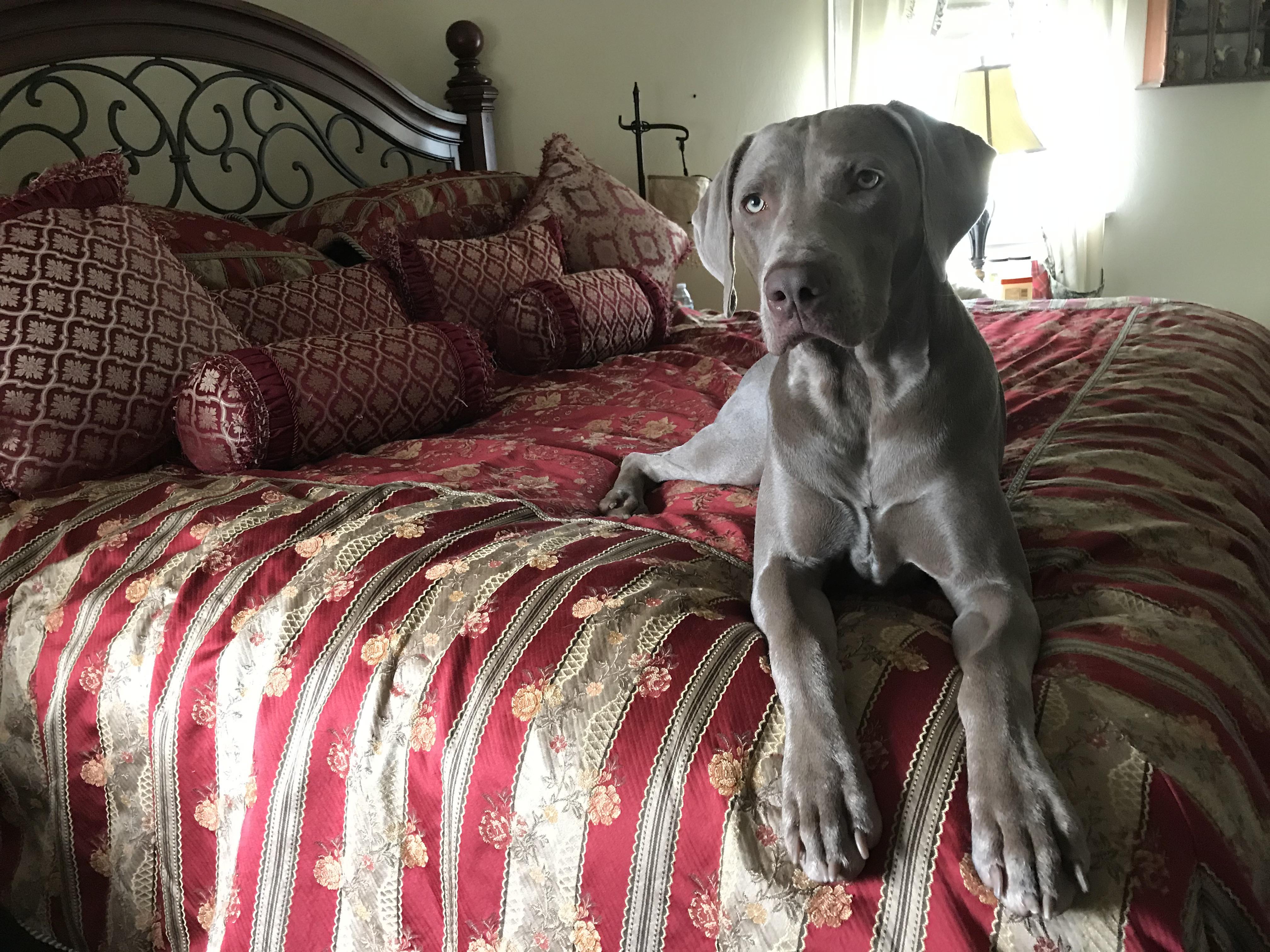 A bed fit for a King!👑👑👑 r/weimaraner