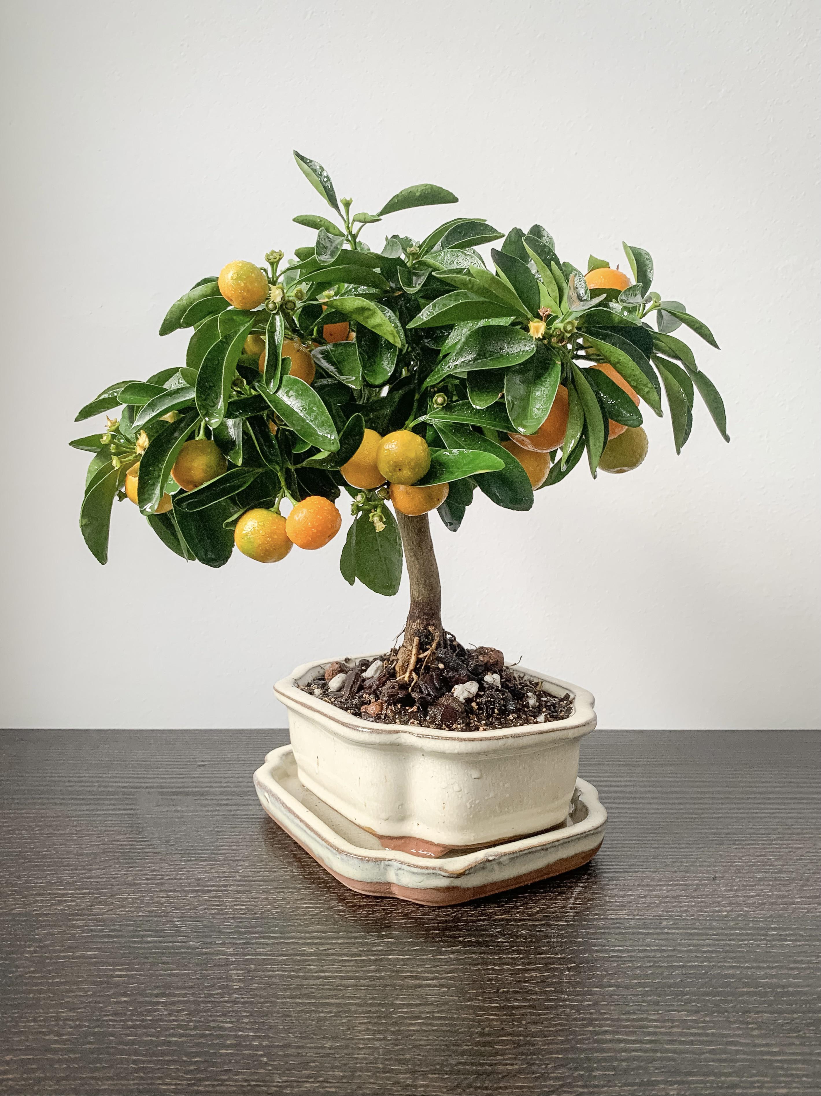 Calamondin Bonsai