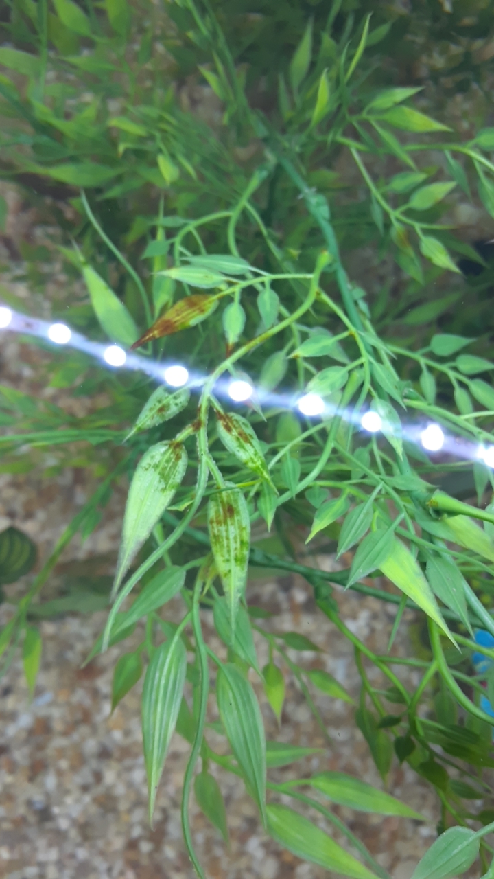 what are these brown spots on my fake plant r/Aquariums